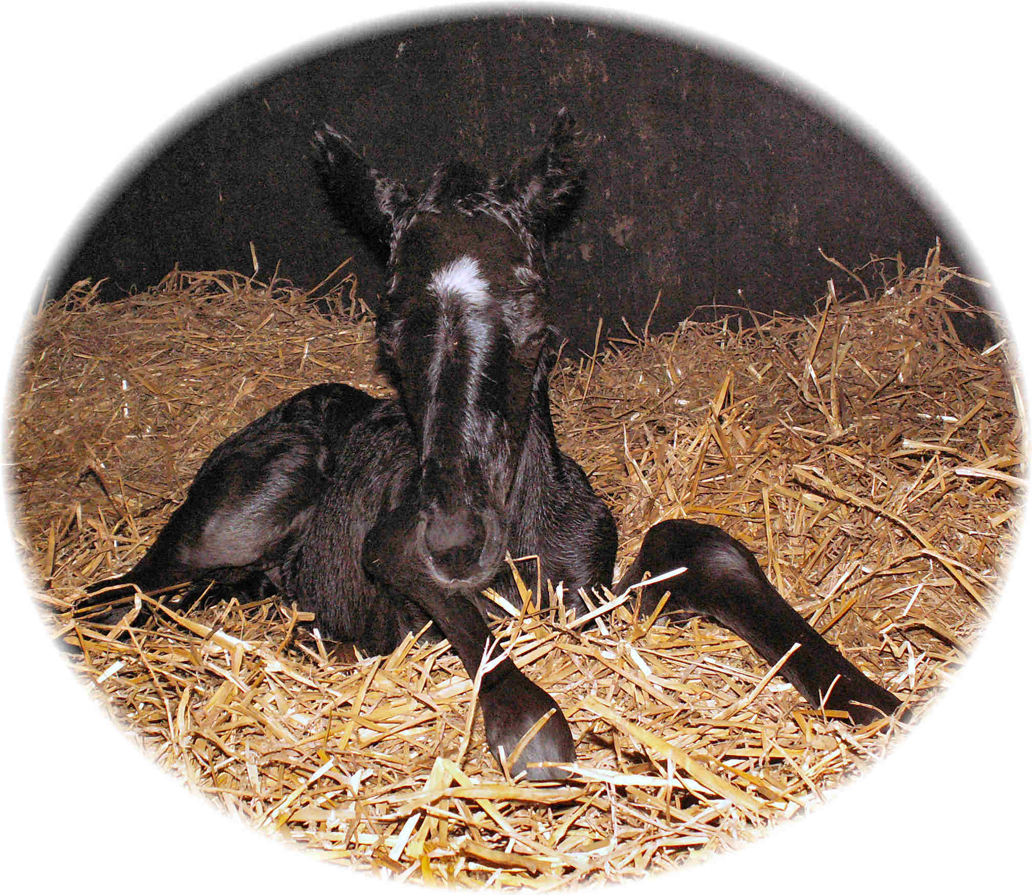 up_shade50.jpg (319725 bytes)