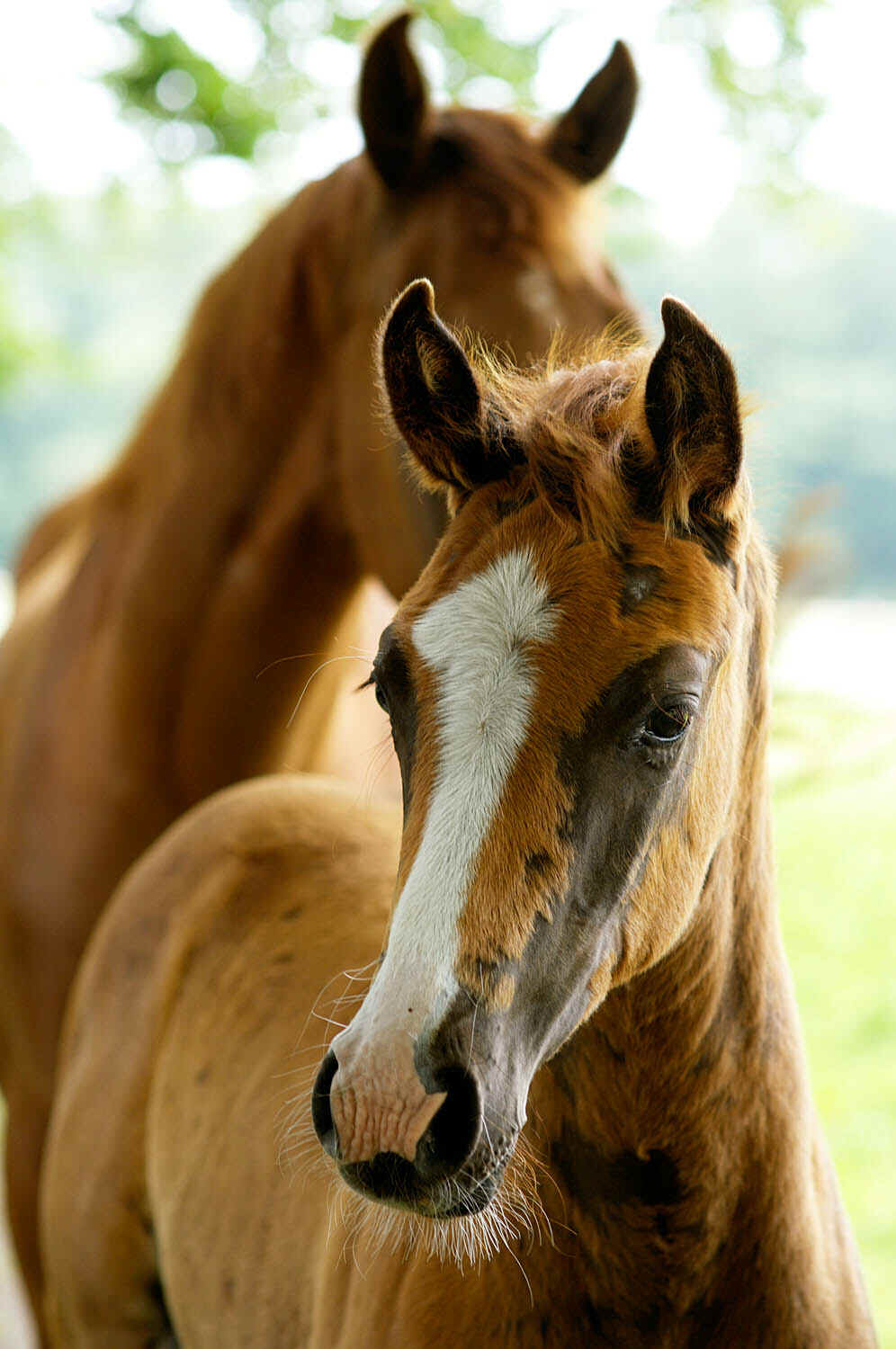 BVOF De Engelse Hoeve 2007_0713_CQ.jpg (171597 bytes)