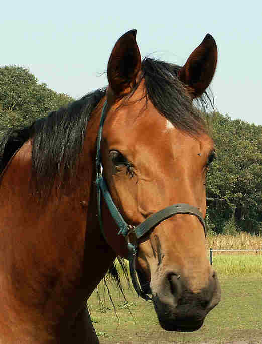 head sept 2009