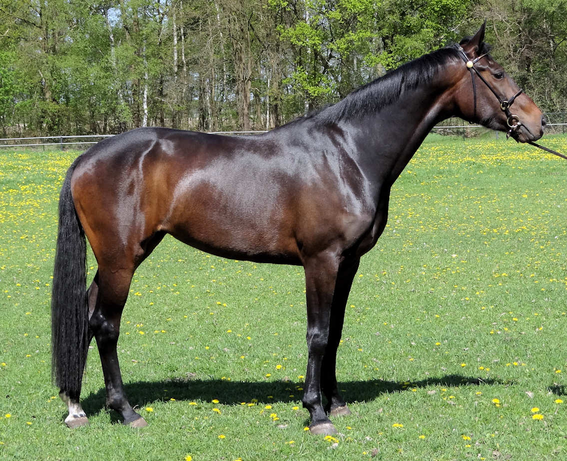 copacabana in the pastures