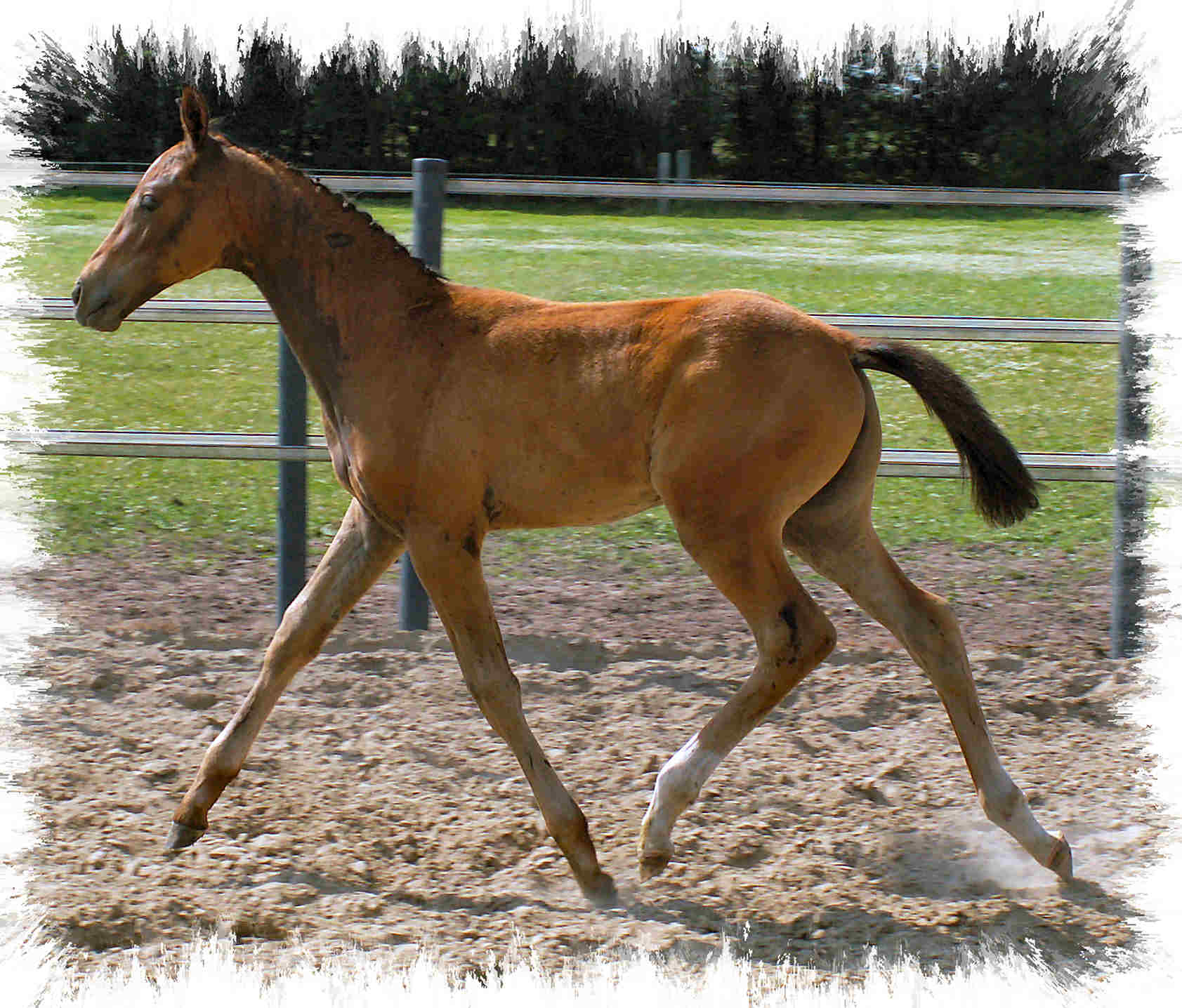 danolia_trot_www.jpg (238012 bytes)