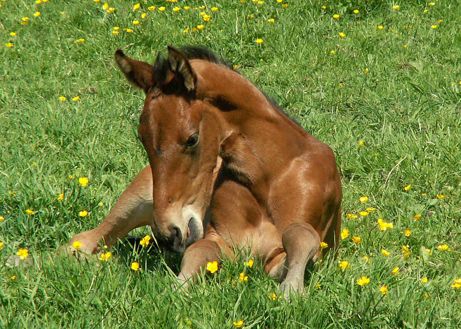 divadora_laydown_www.jpg (245606 bytes)