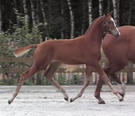 trot