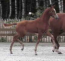 trot