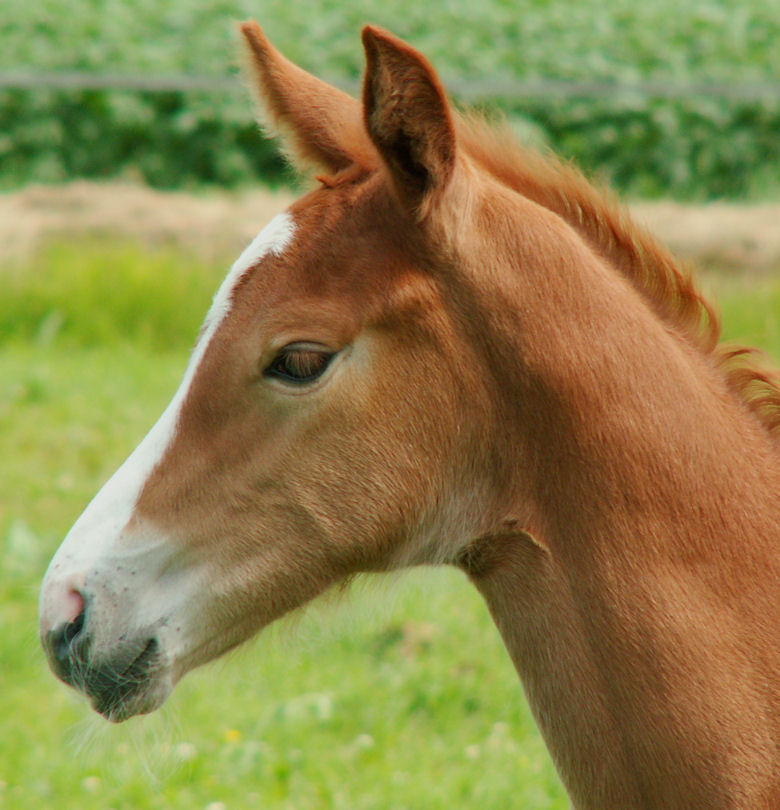 eminolia pastures