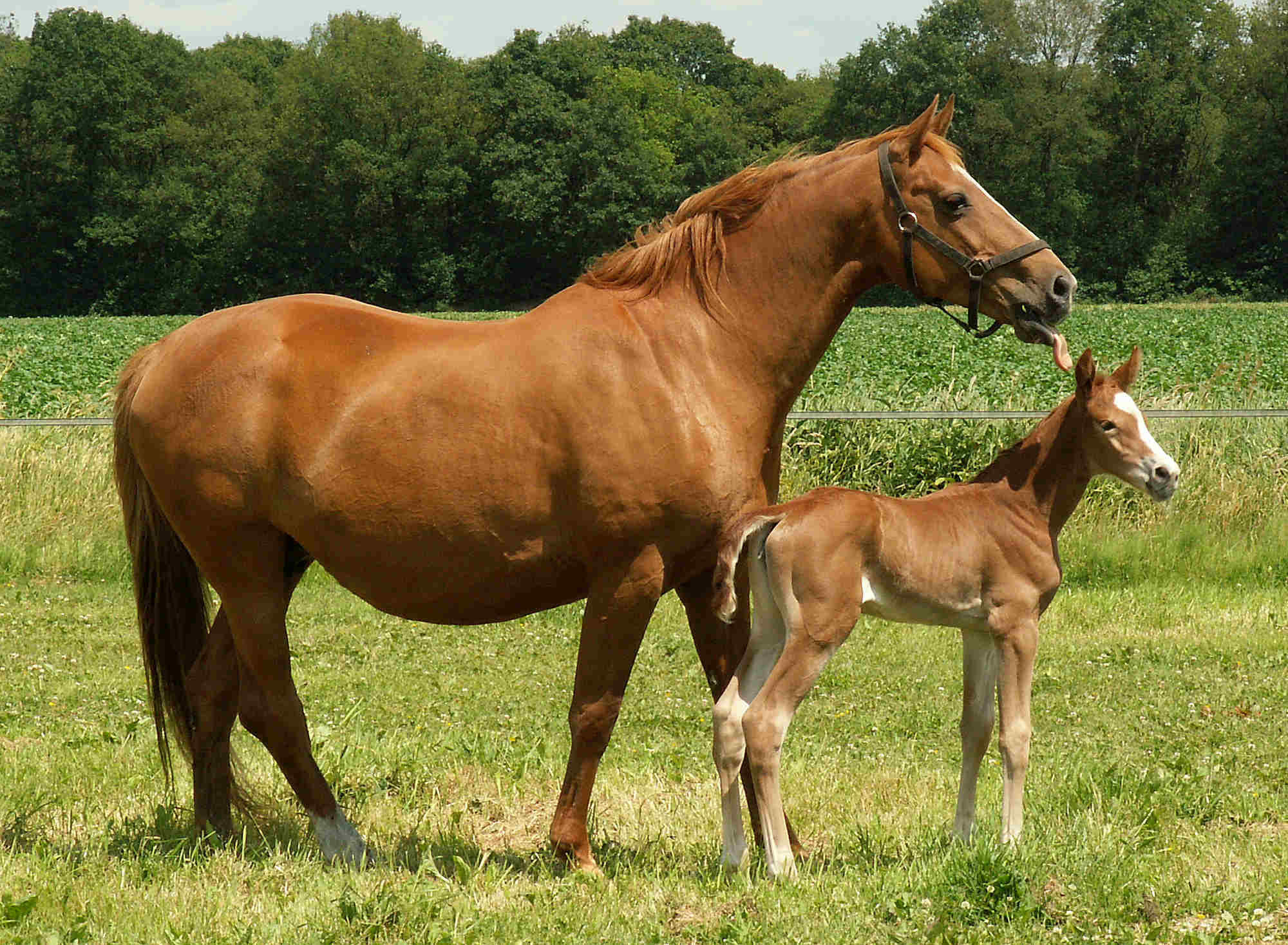 eminolia foal standing