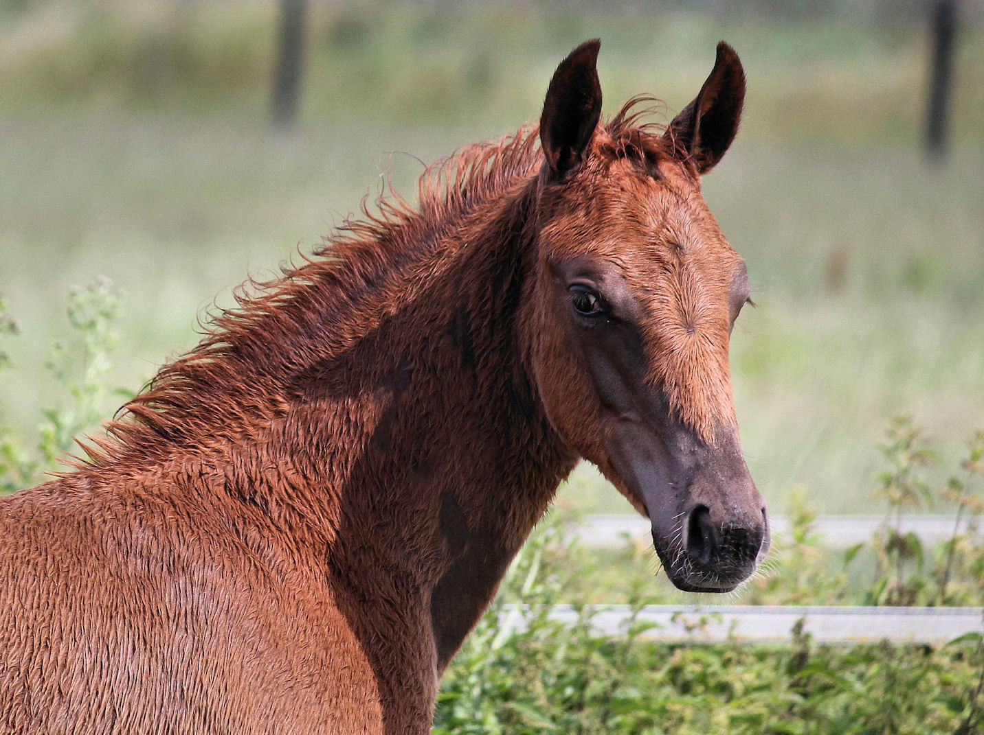 head of Gajadora 20110619