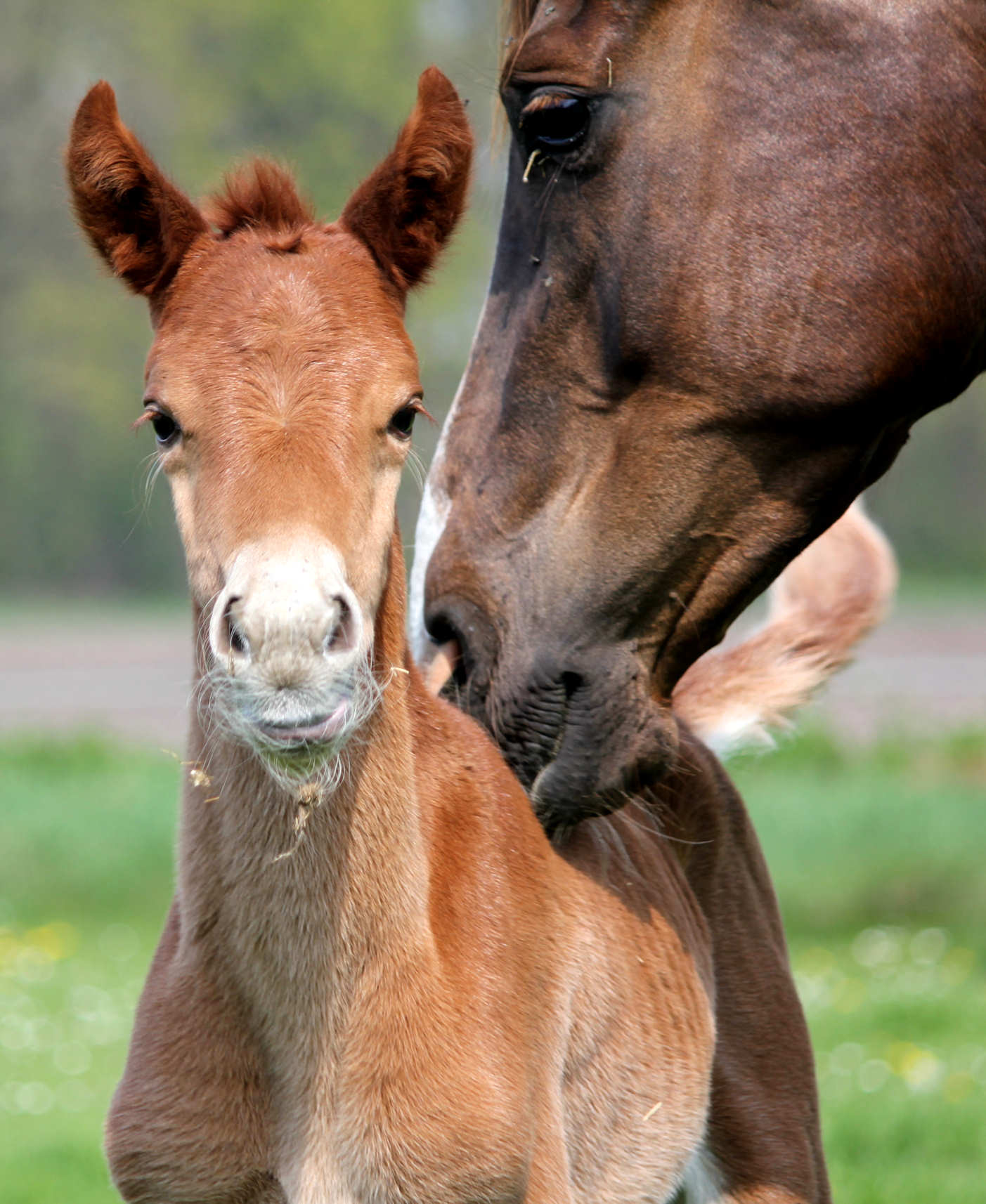 Gajadora and mother Chivadora - 20110416