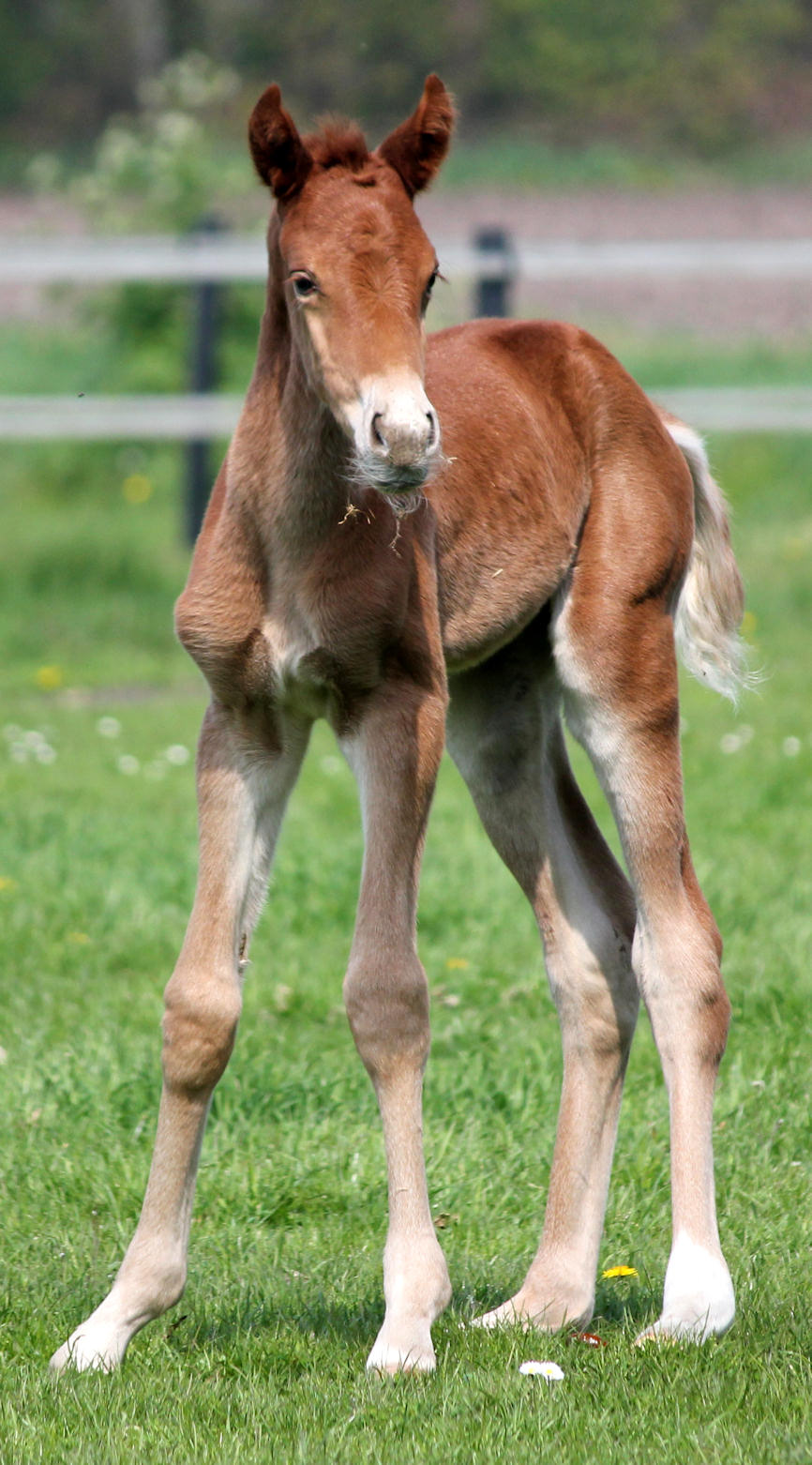 Gajadora in pasture - 20110416