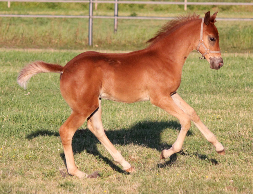 gajadora happy in pasture on June 2 2011