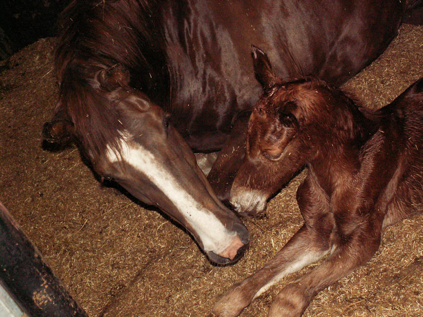 Gajadora & mother Chivadora