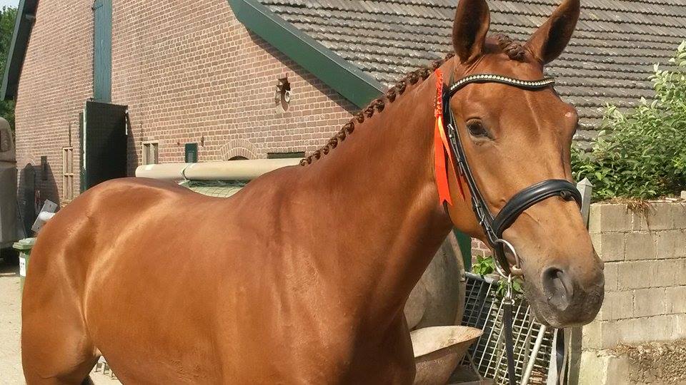 Gina 3 year old at the KWPN keuring