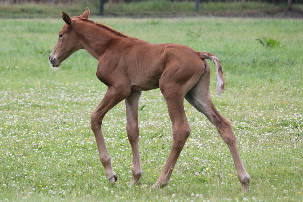 Gina Barina in pasture, 1 dag old