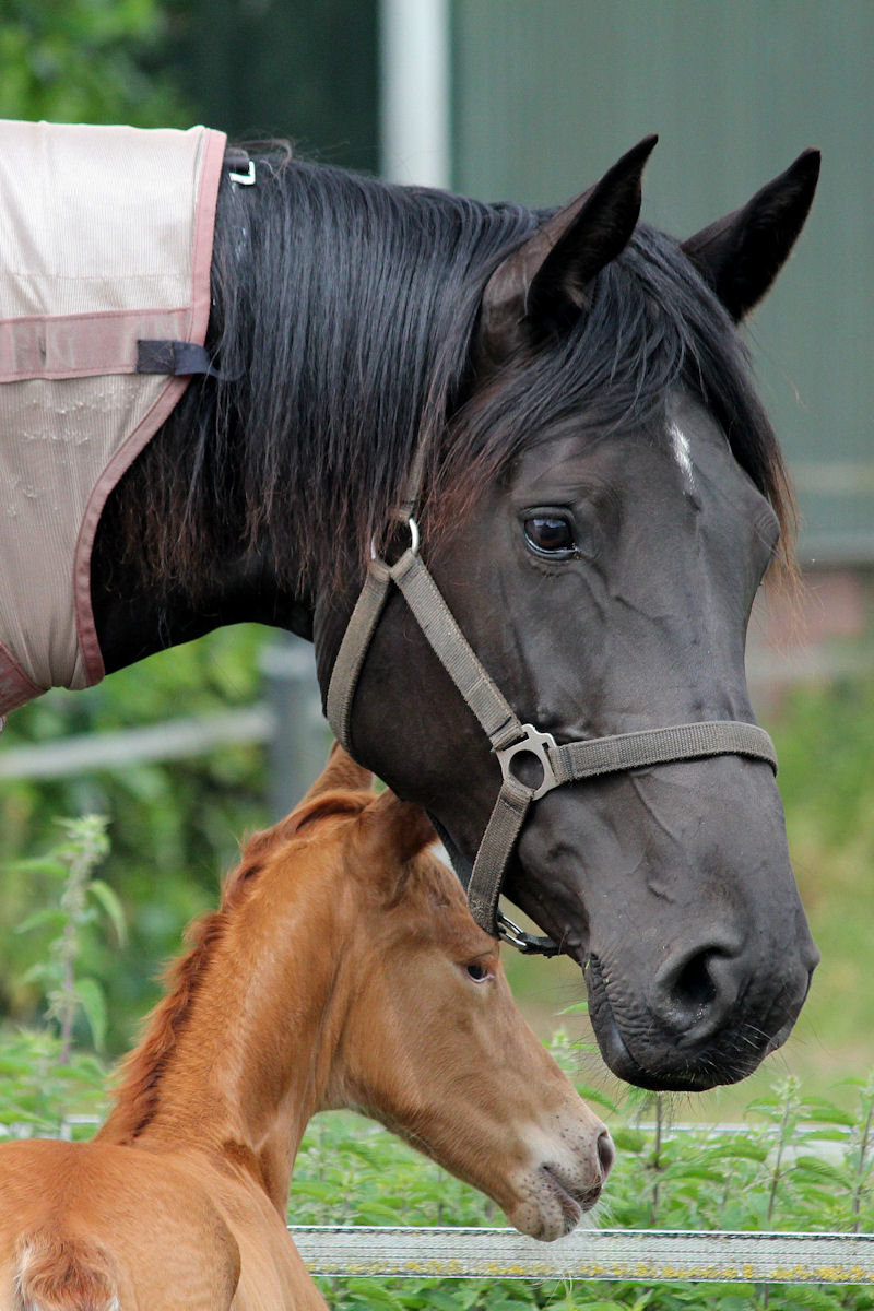 Gina Barina and mother Carina, 20110605