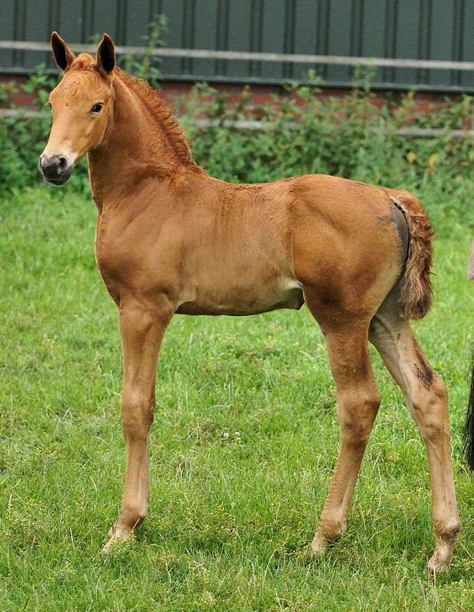 2 months old