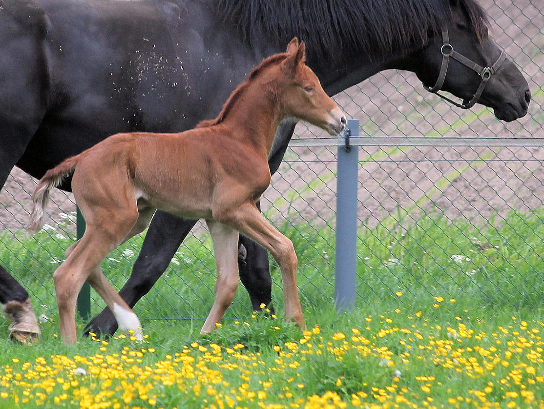 Haloa Barina in pasture, few hours old