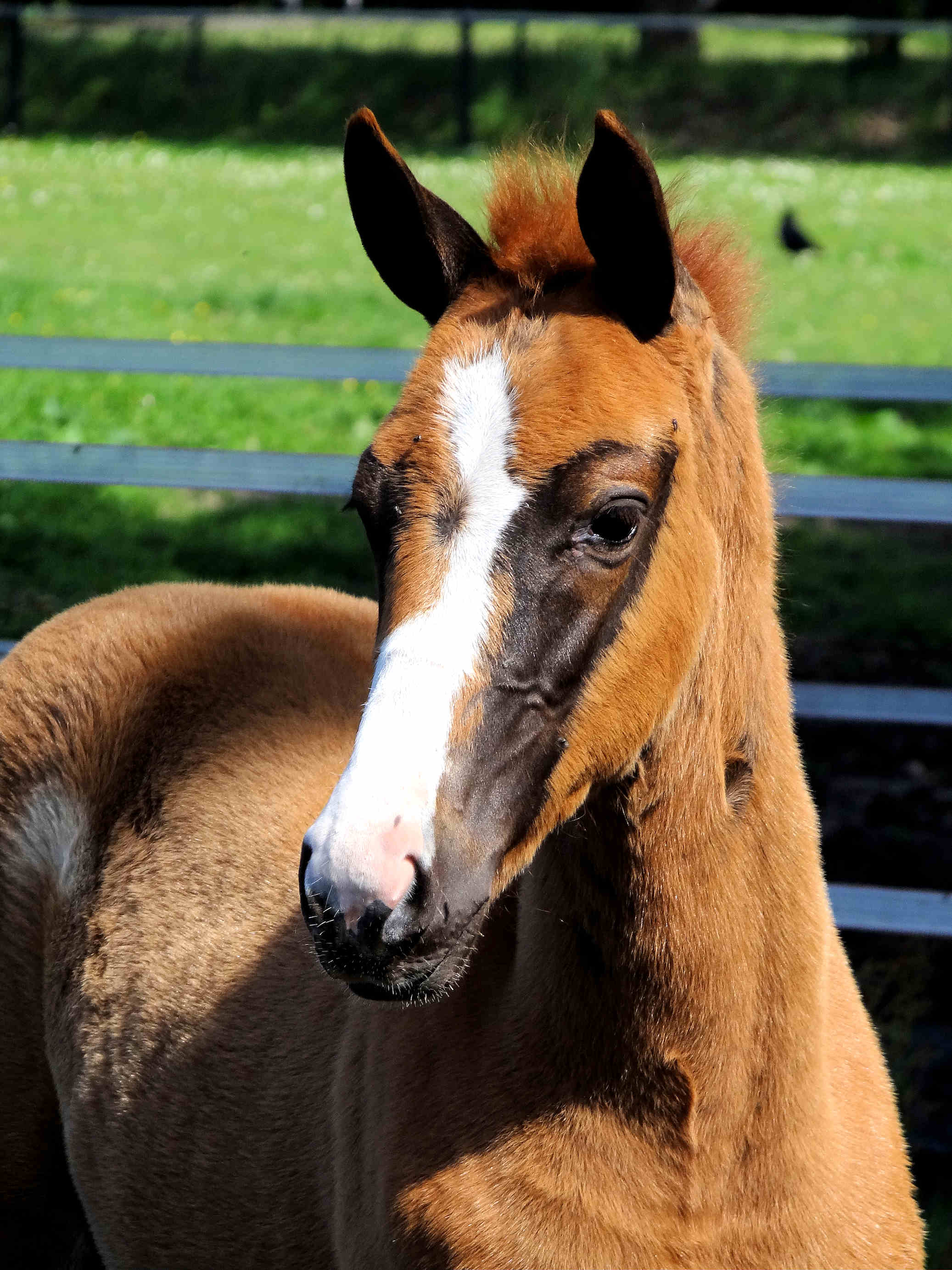 Infiniadora, 4 weeks old