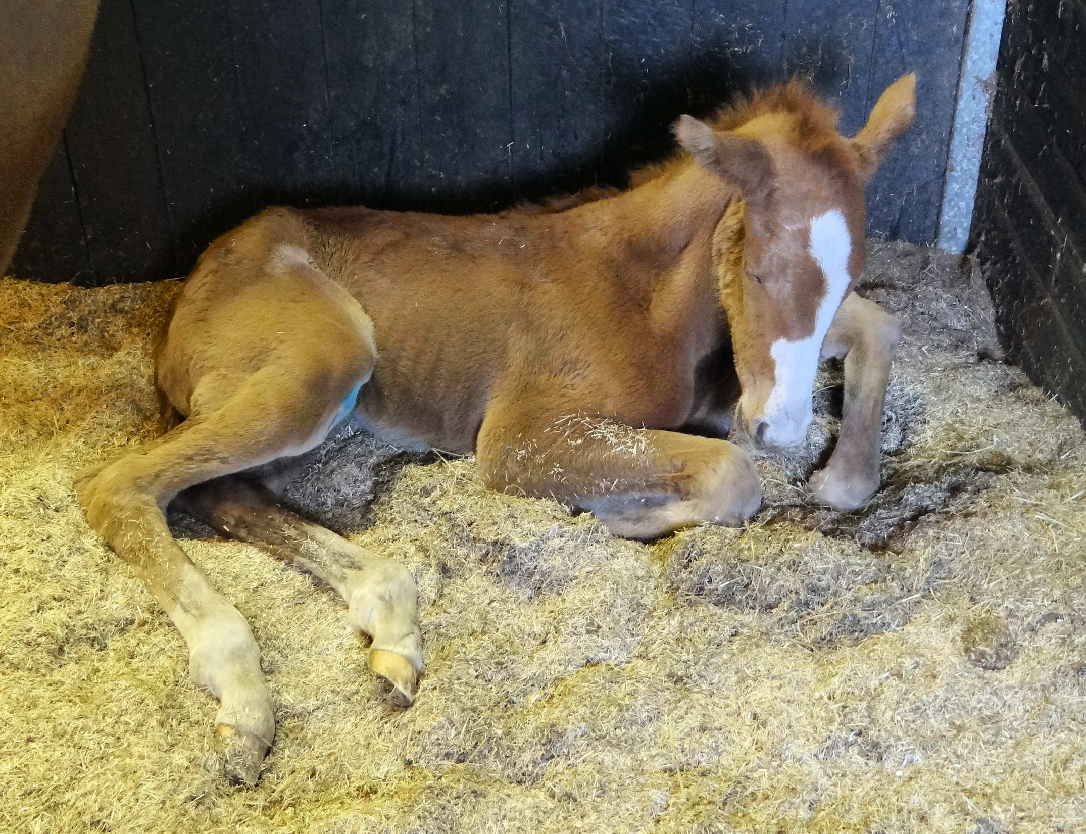 infiniadora 2 hrs old