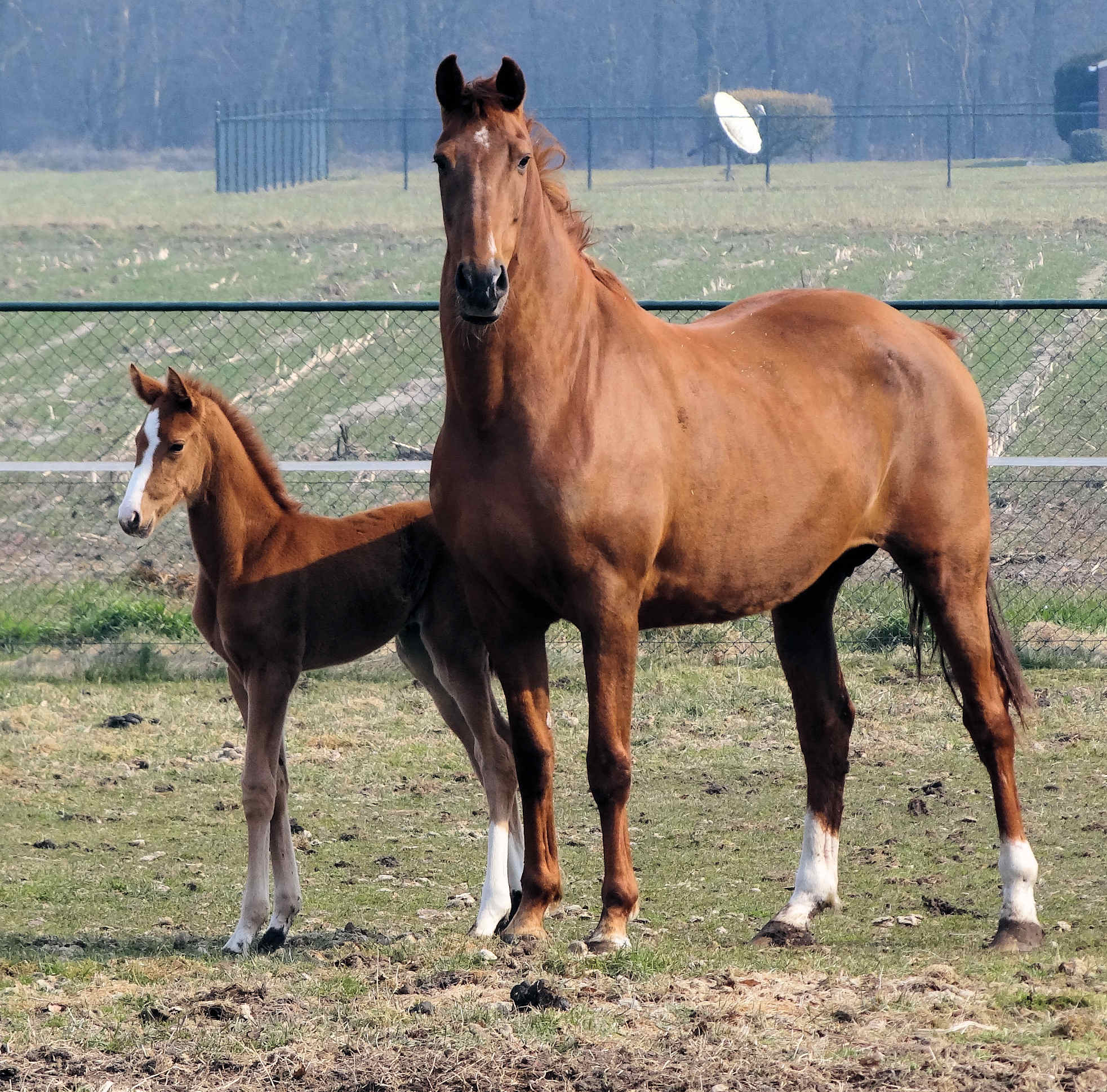 infiniadora 6 days old