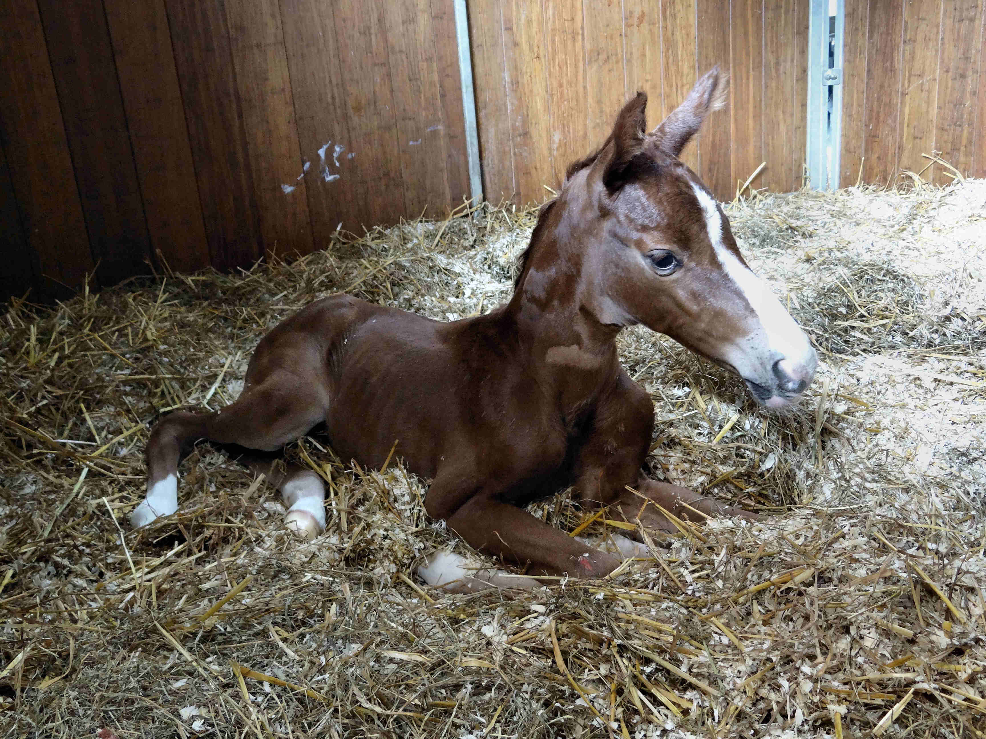 J'adora in Someren june 25