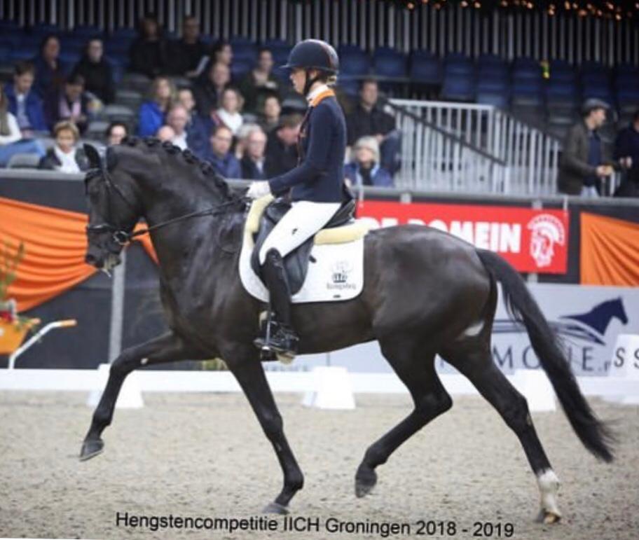 at KWPN stallion competition class L with Kirsten Brouwer