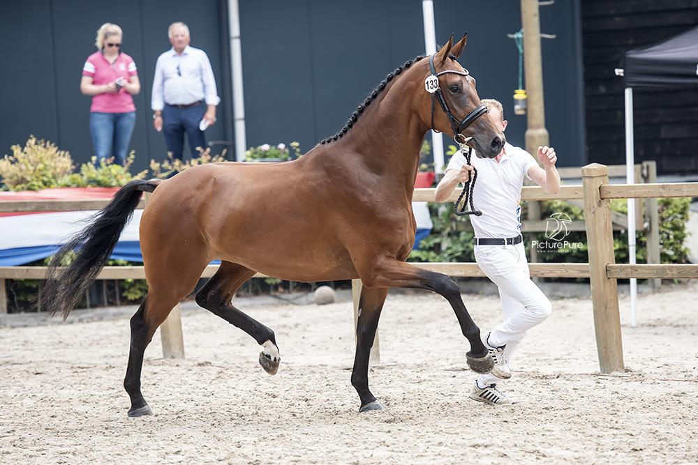 Leadora at CK De Mortel 3 yrs old