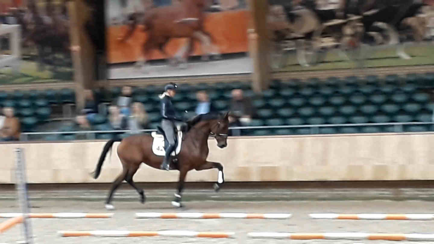 Leadora at EPTM test Ermelo 3 year old