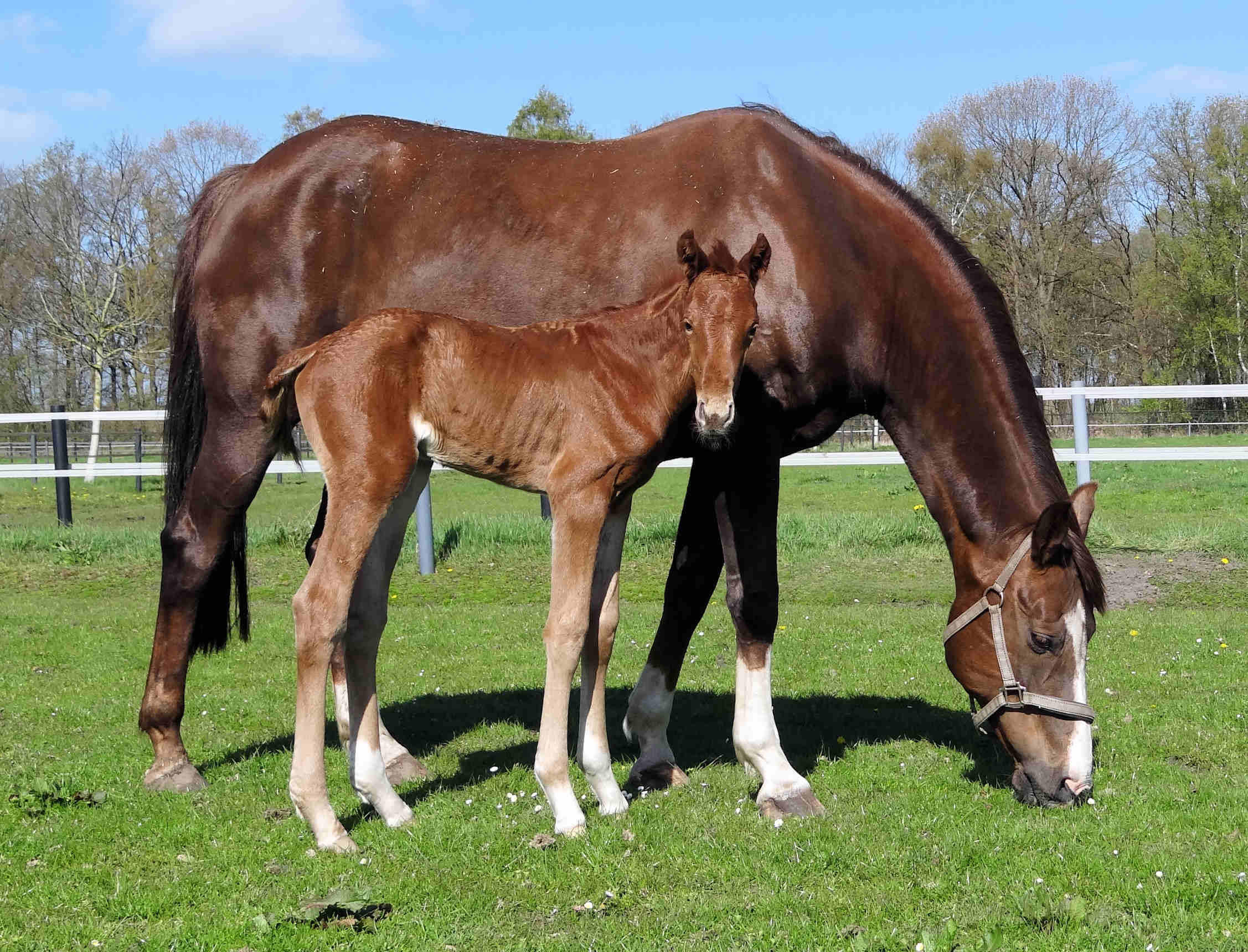 Lunadora one day old