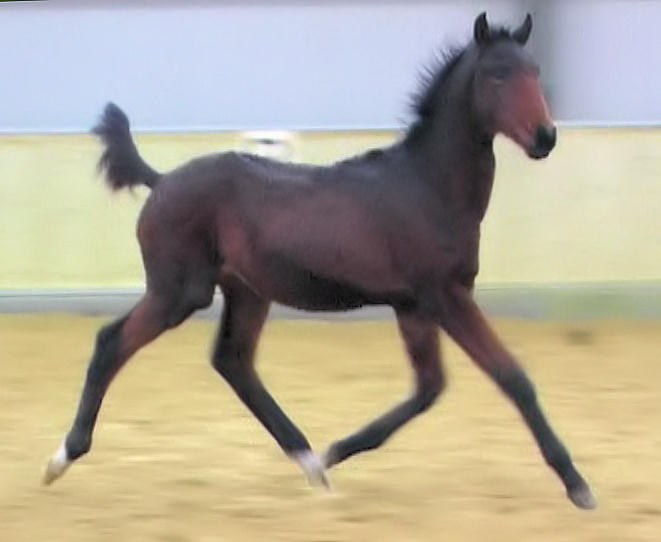 Manhattan 6 months old