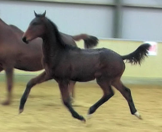 manhattan 6 months old