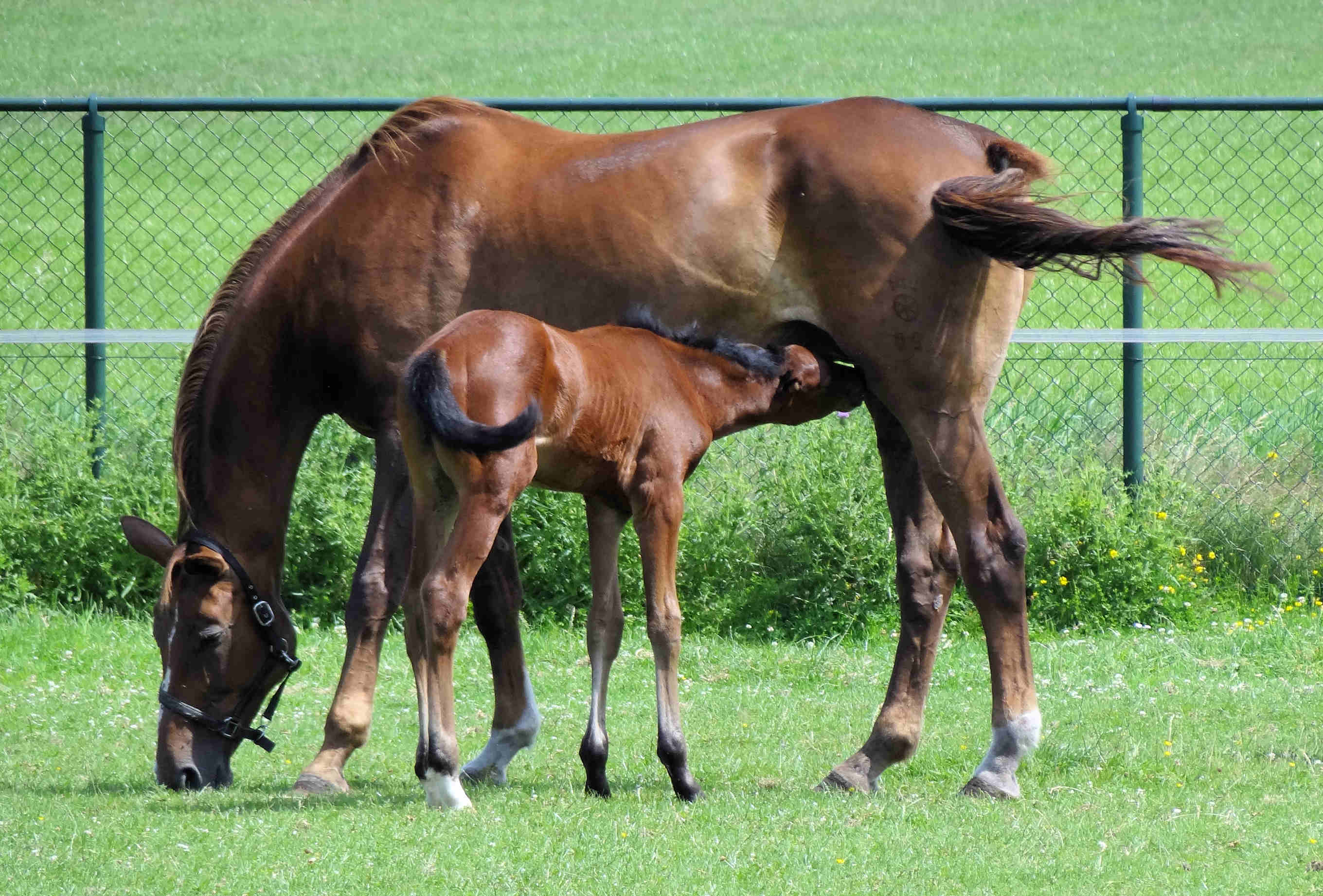 with fostermare Angela