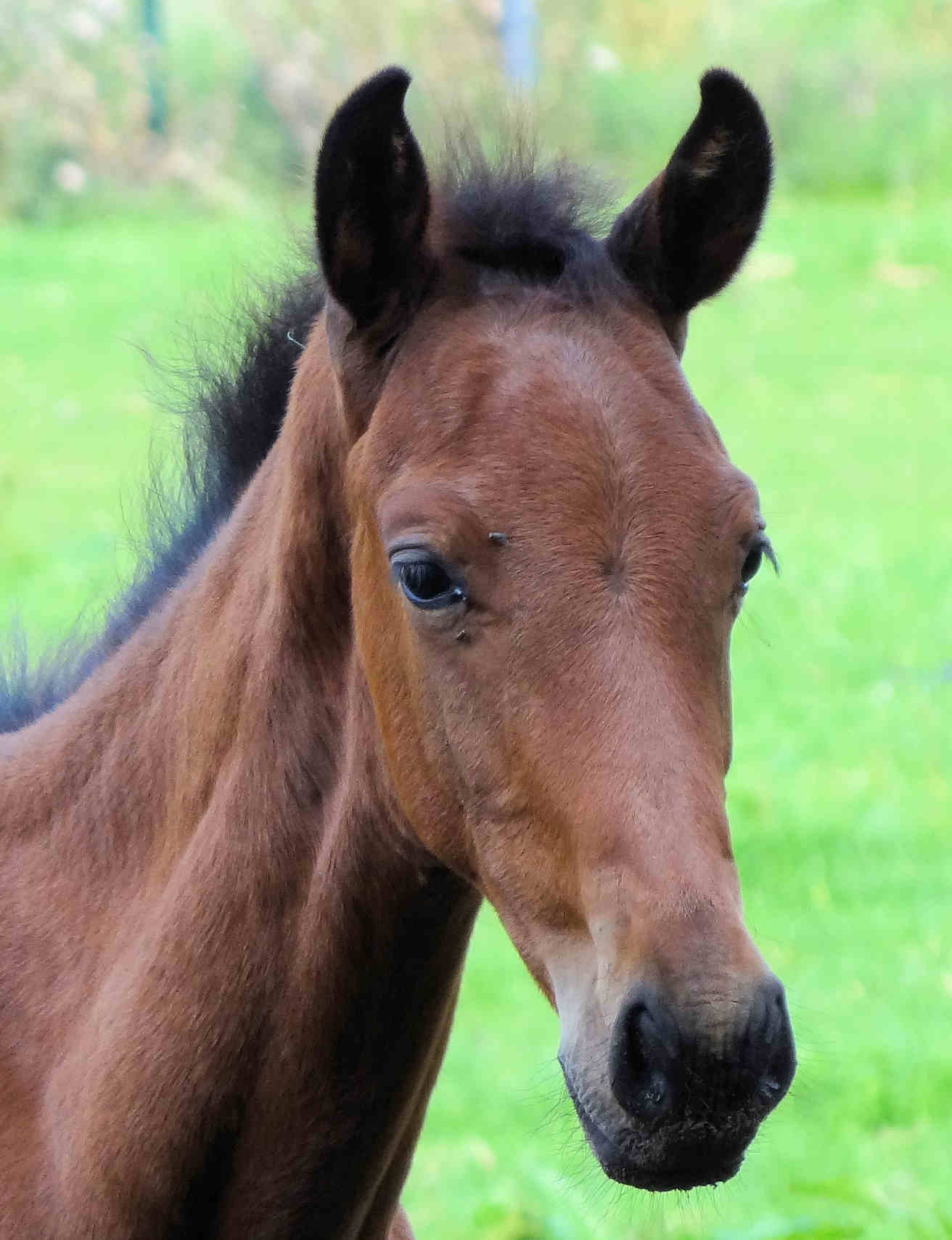 Manhattan 2.5 months old