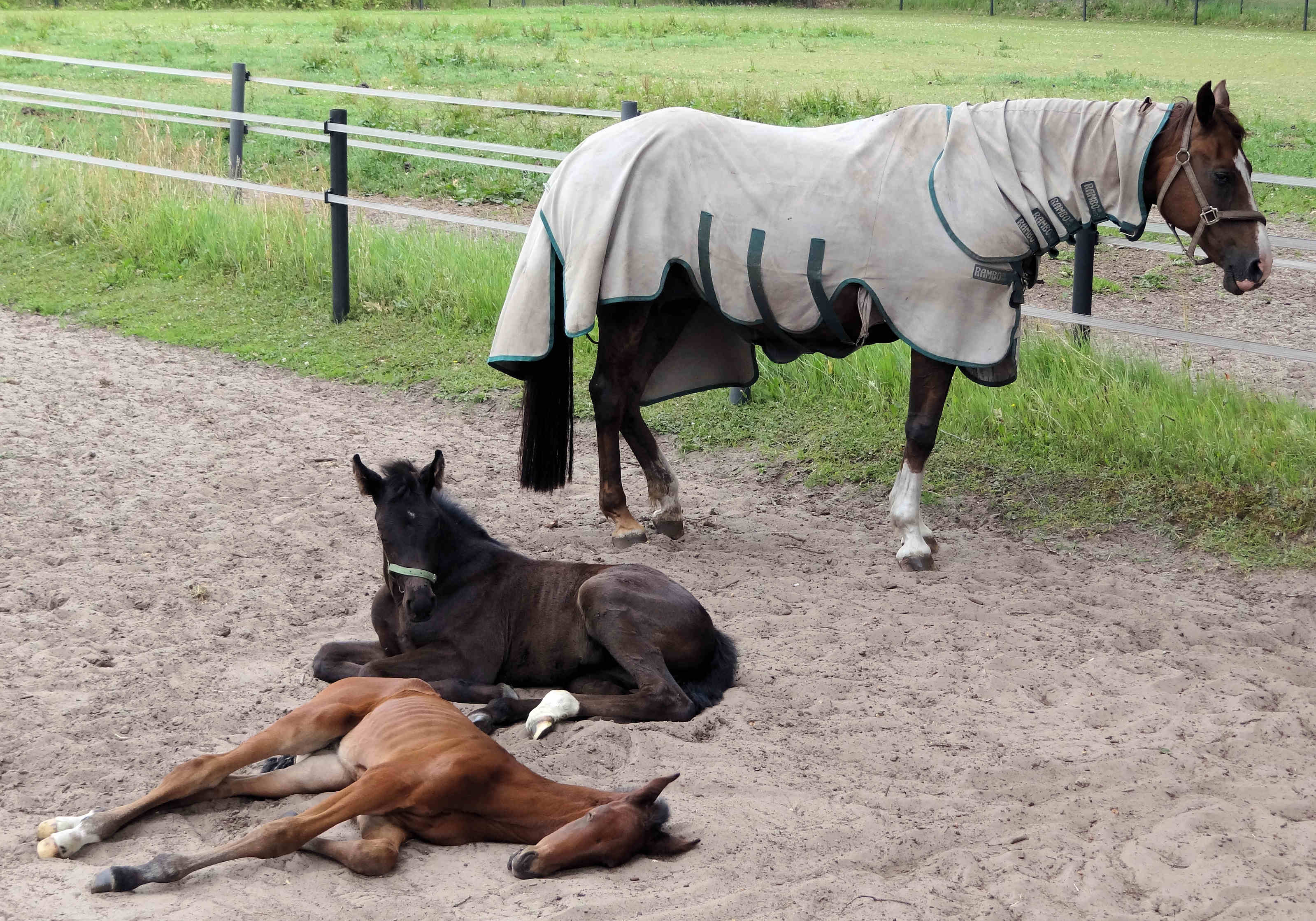 Manhattan 9 days old