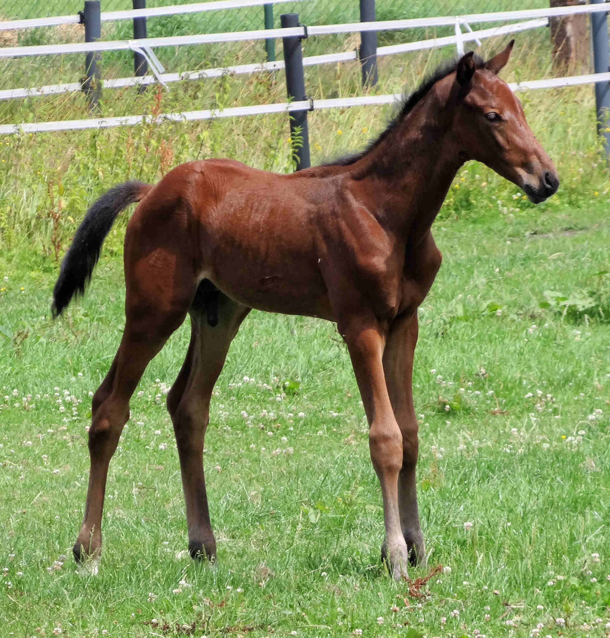 Manhattan 1 month old