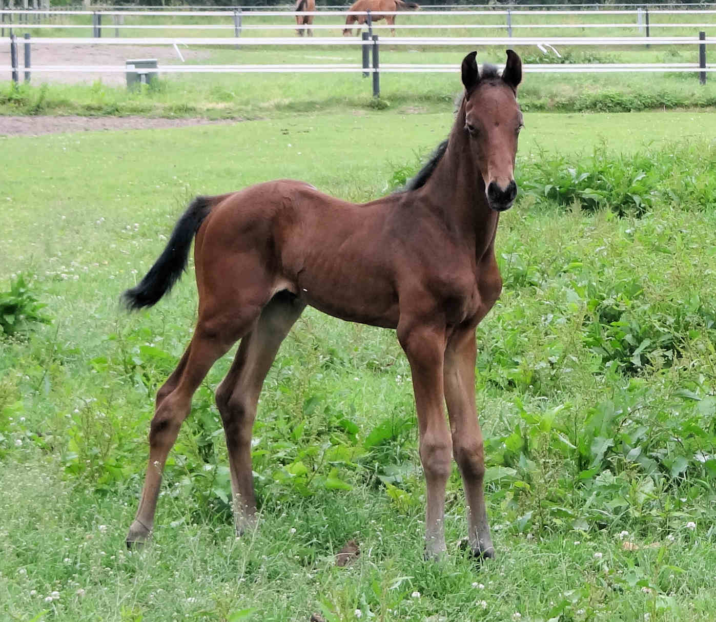 Manhattan 4 days old