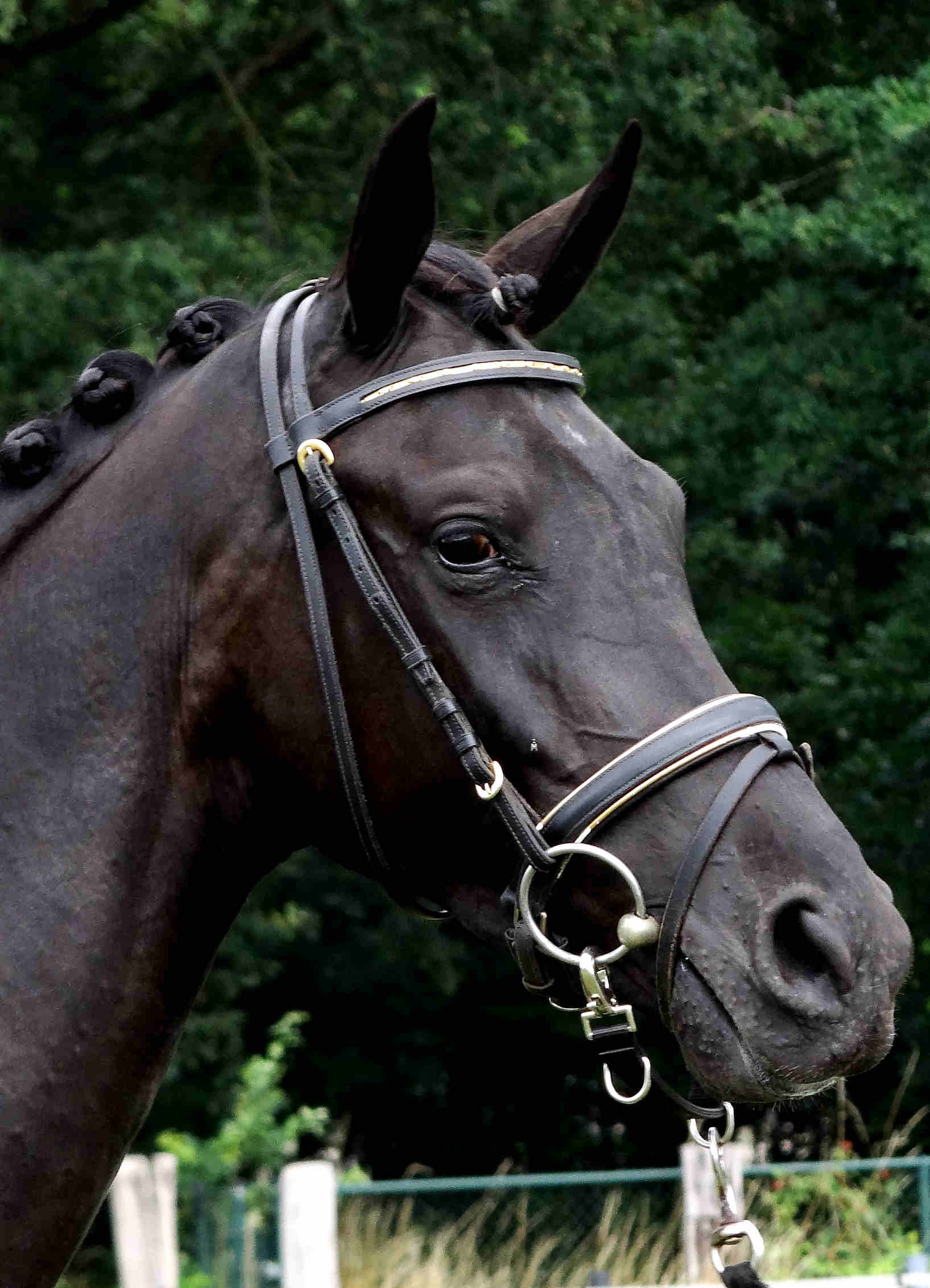 Matadora 3 years old