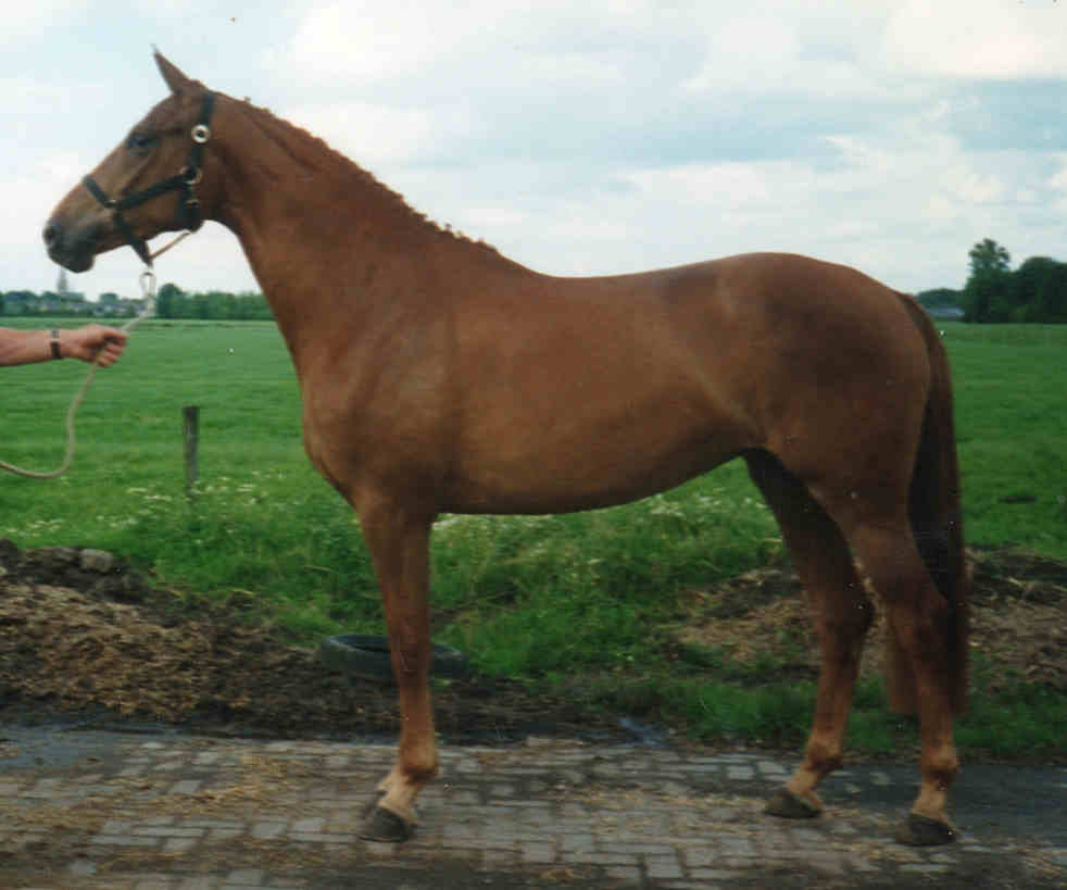 Melandora CK Veghel