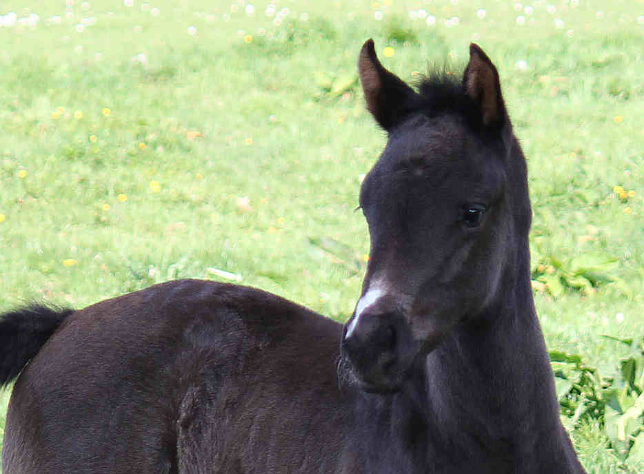 Mochadora 3 weeks old