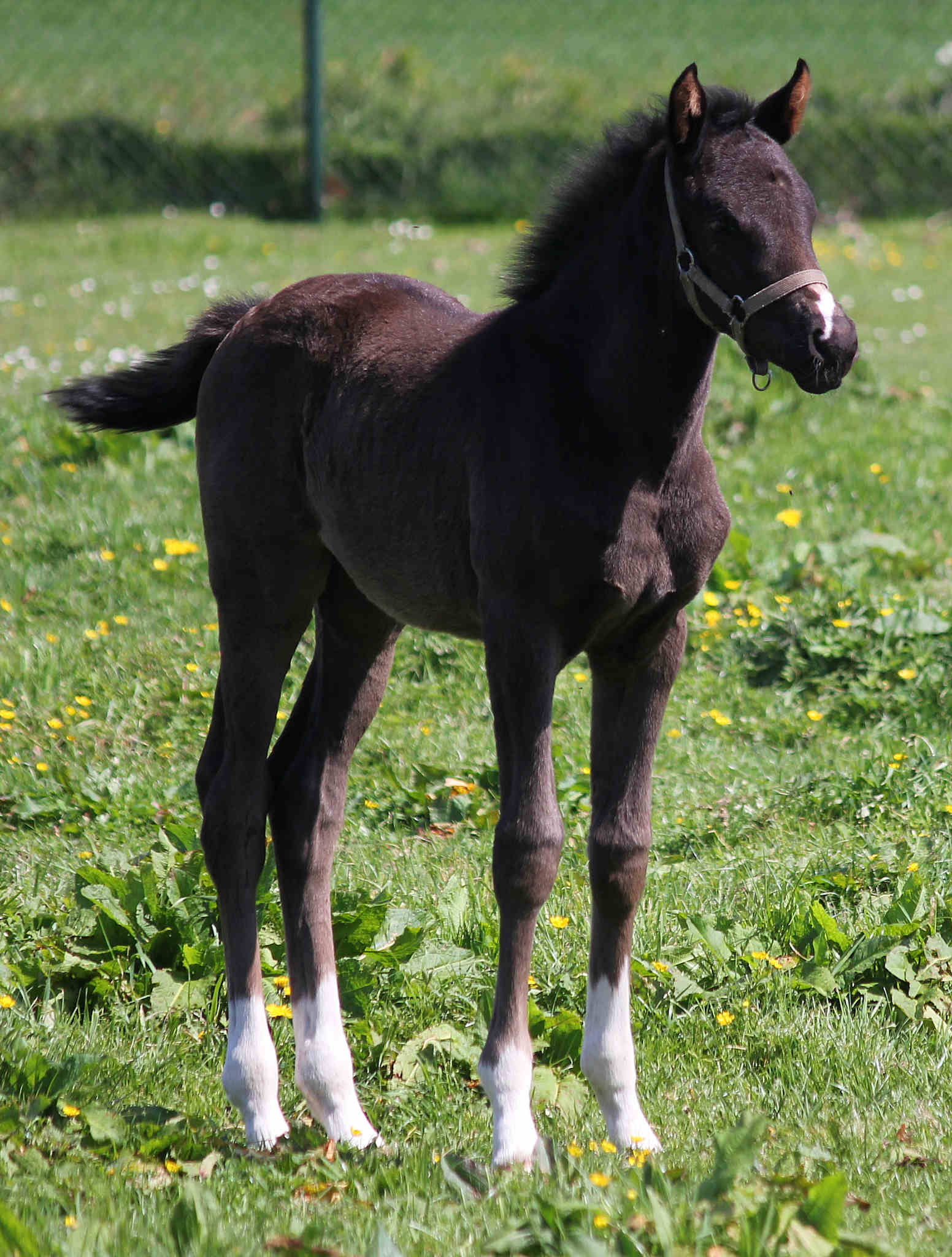 Mochadora 3 weeks old