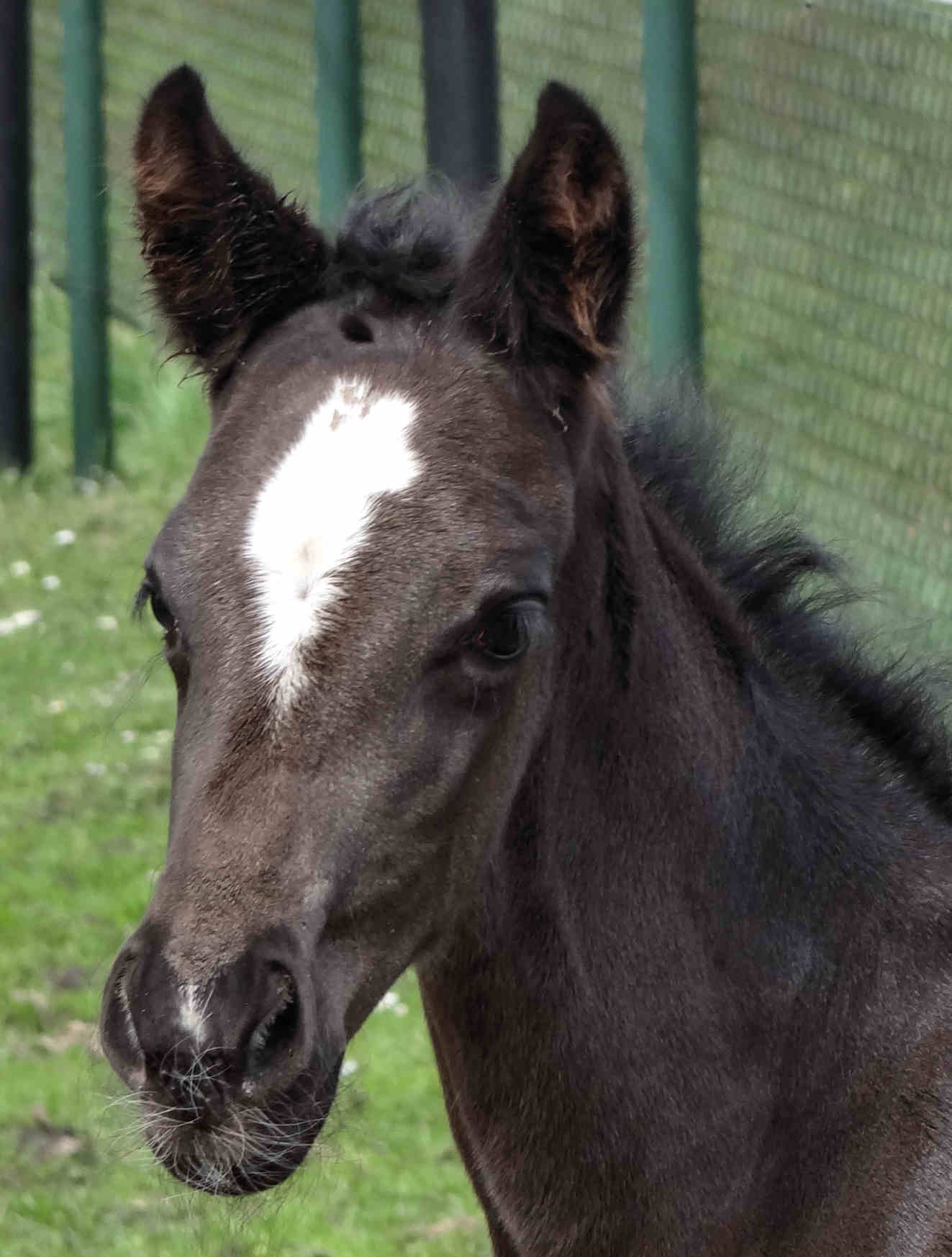 Nevada Terma 5 days old