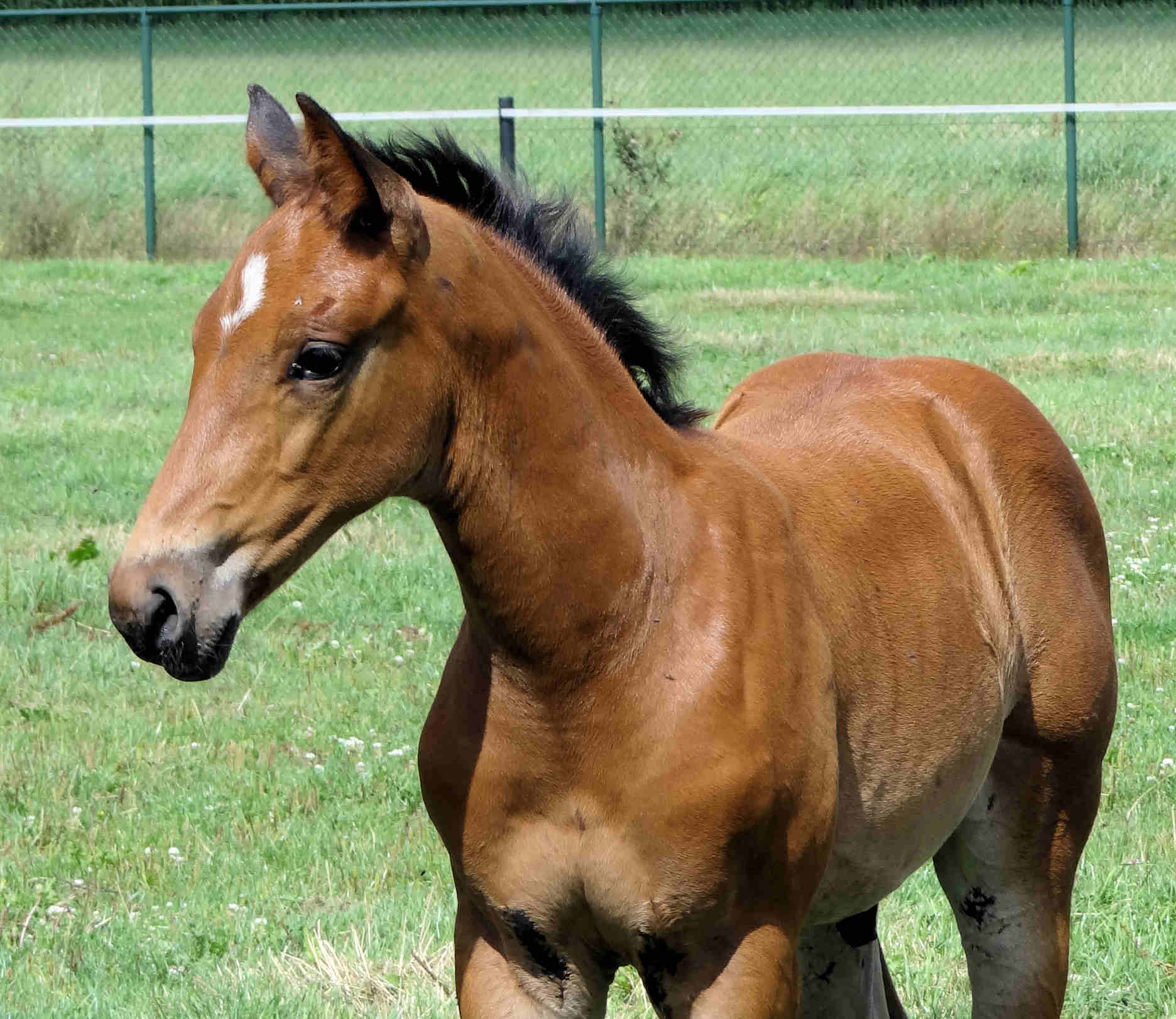 Nightfall 6 weeks old