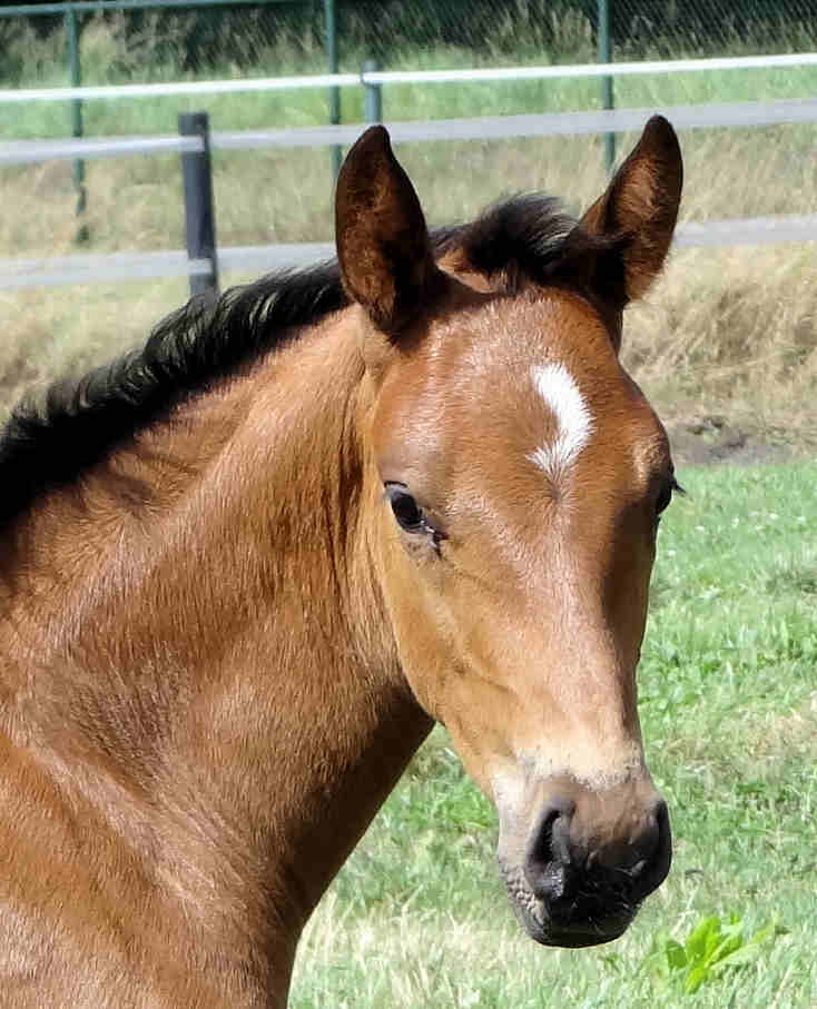 Nightfall 6 weeks old