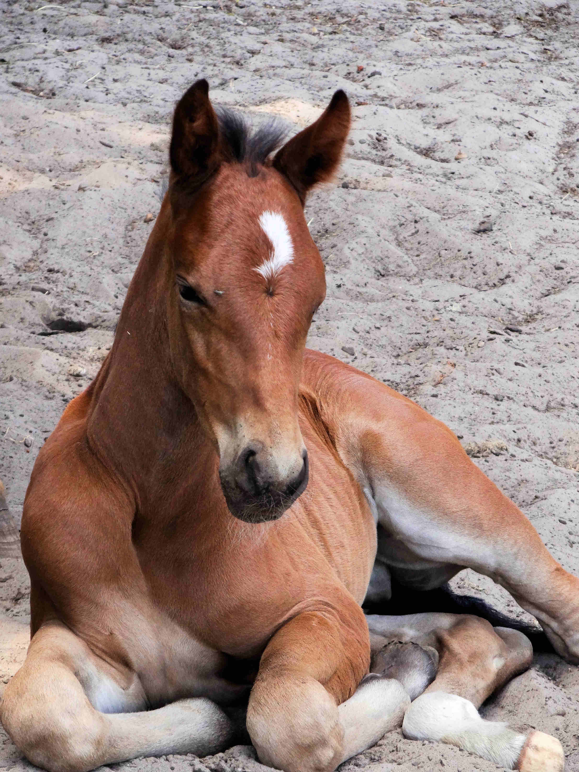 Nightfall 1 week old