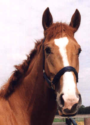 nivald1.jpg (12281 bytes)