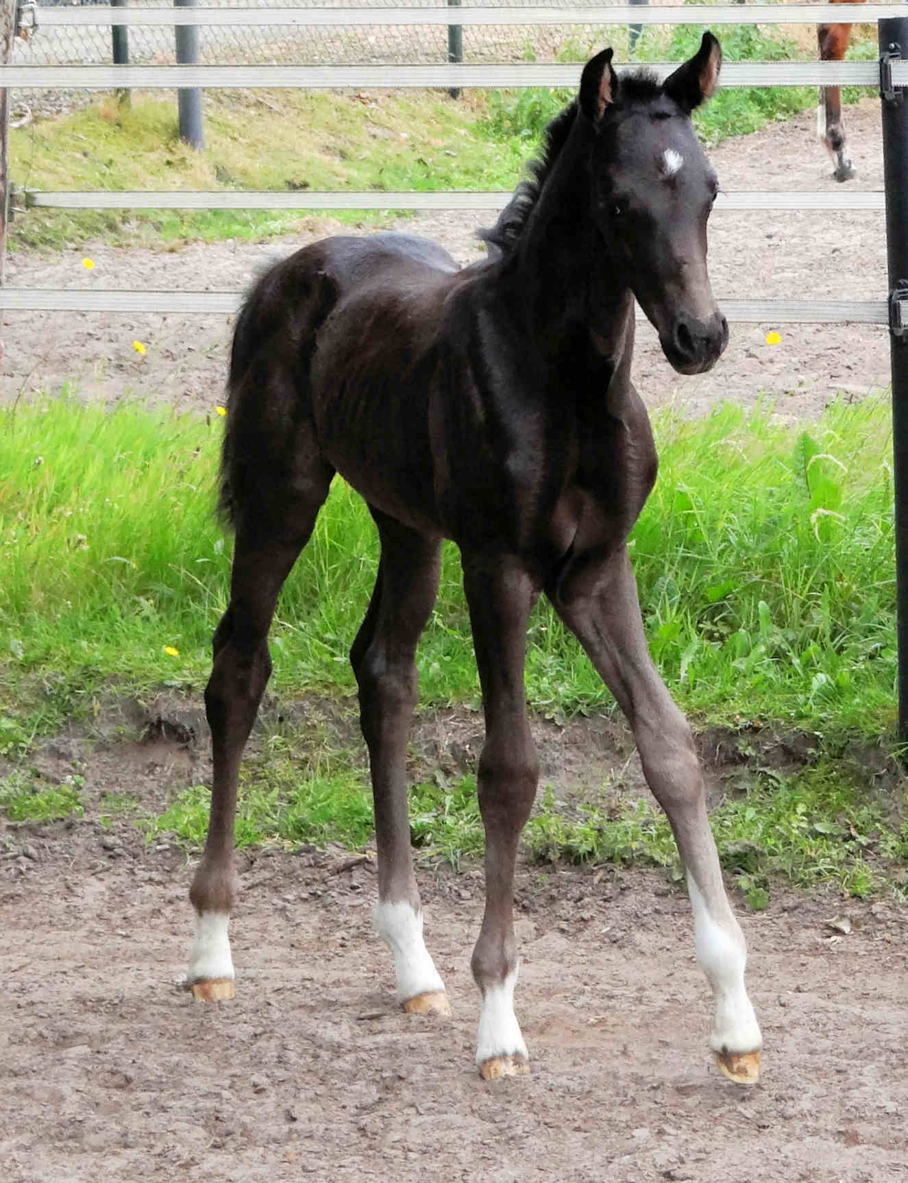 Nouveaux 2 weeks old