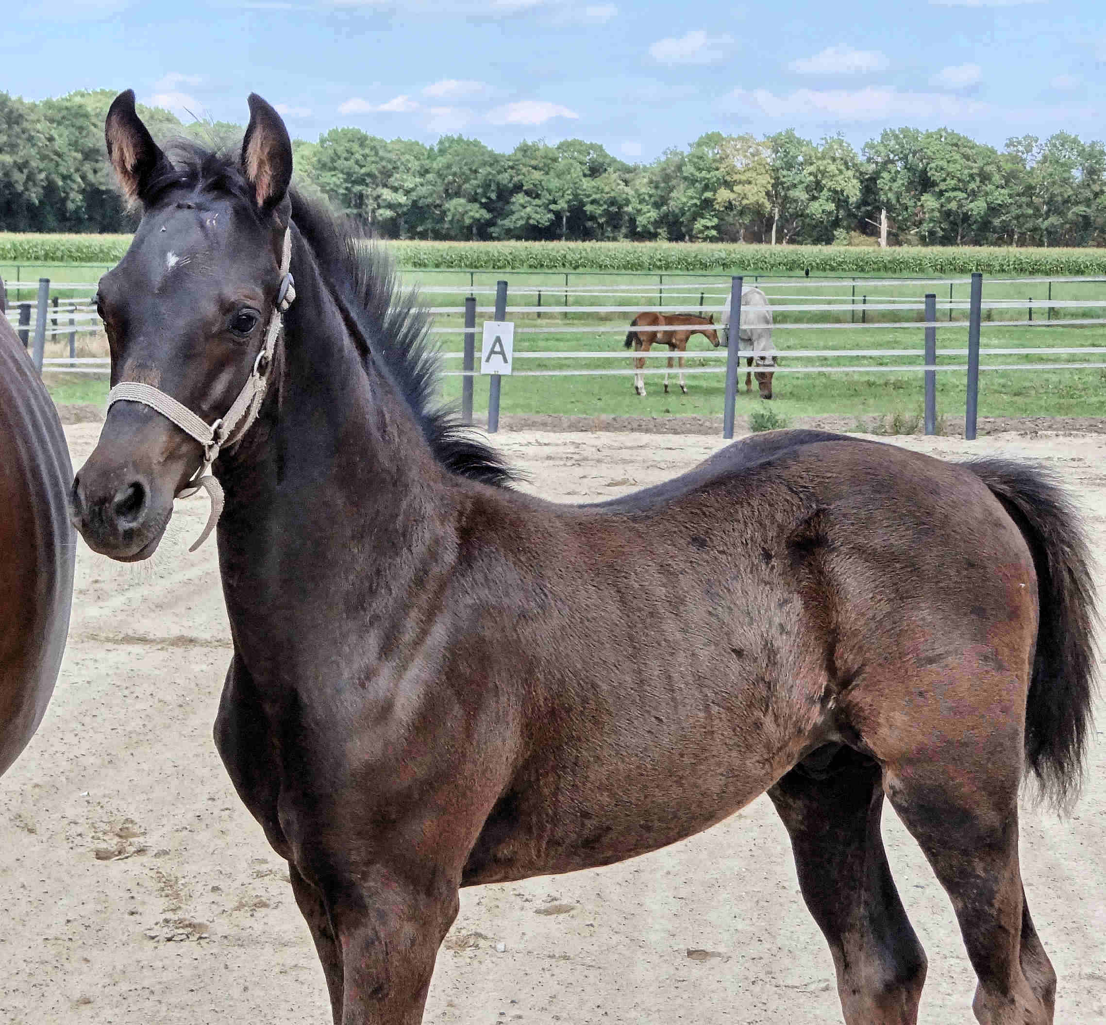 Nouveaux 10 weeks old