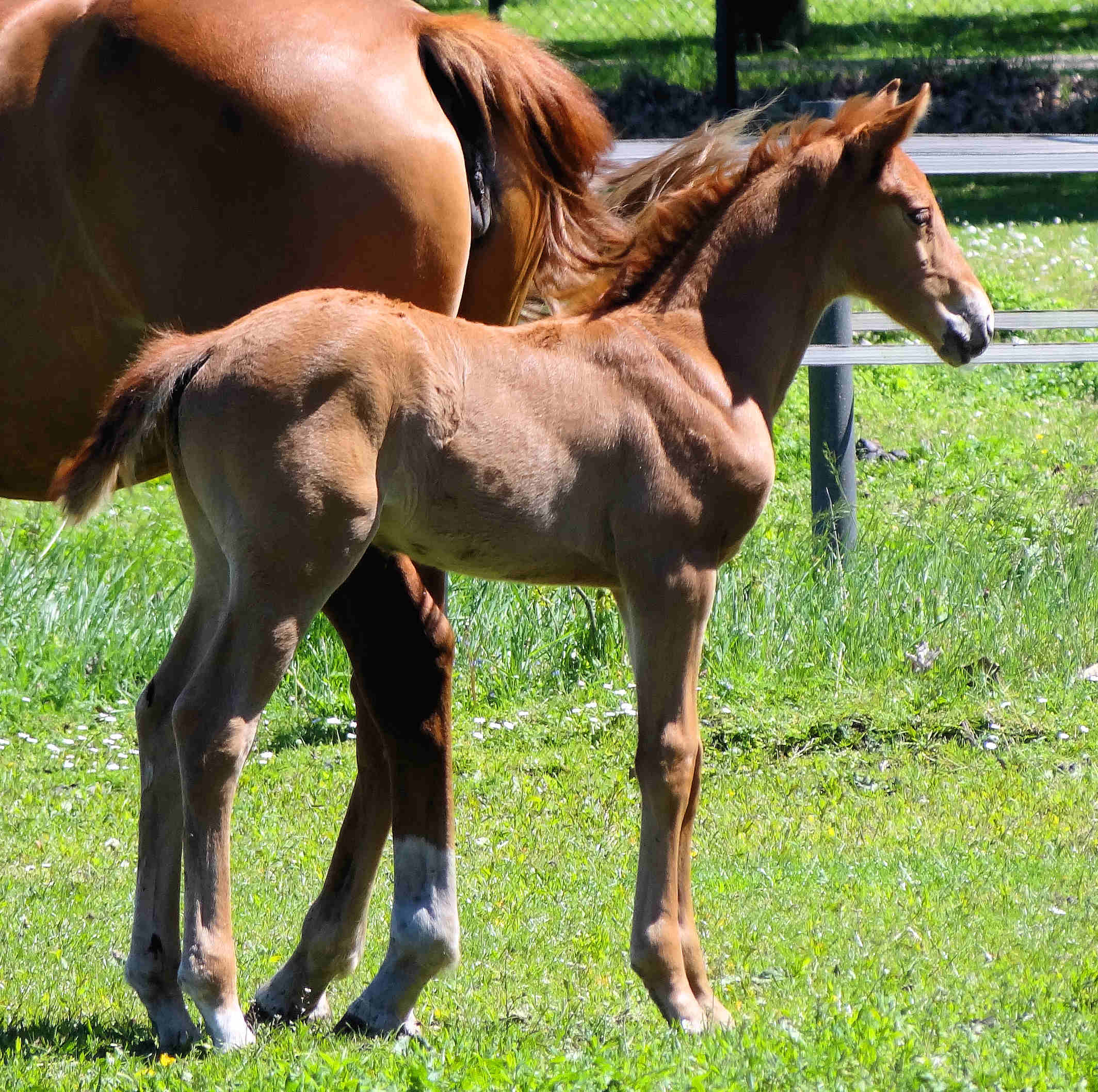 2 weeks old
