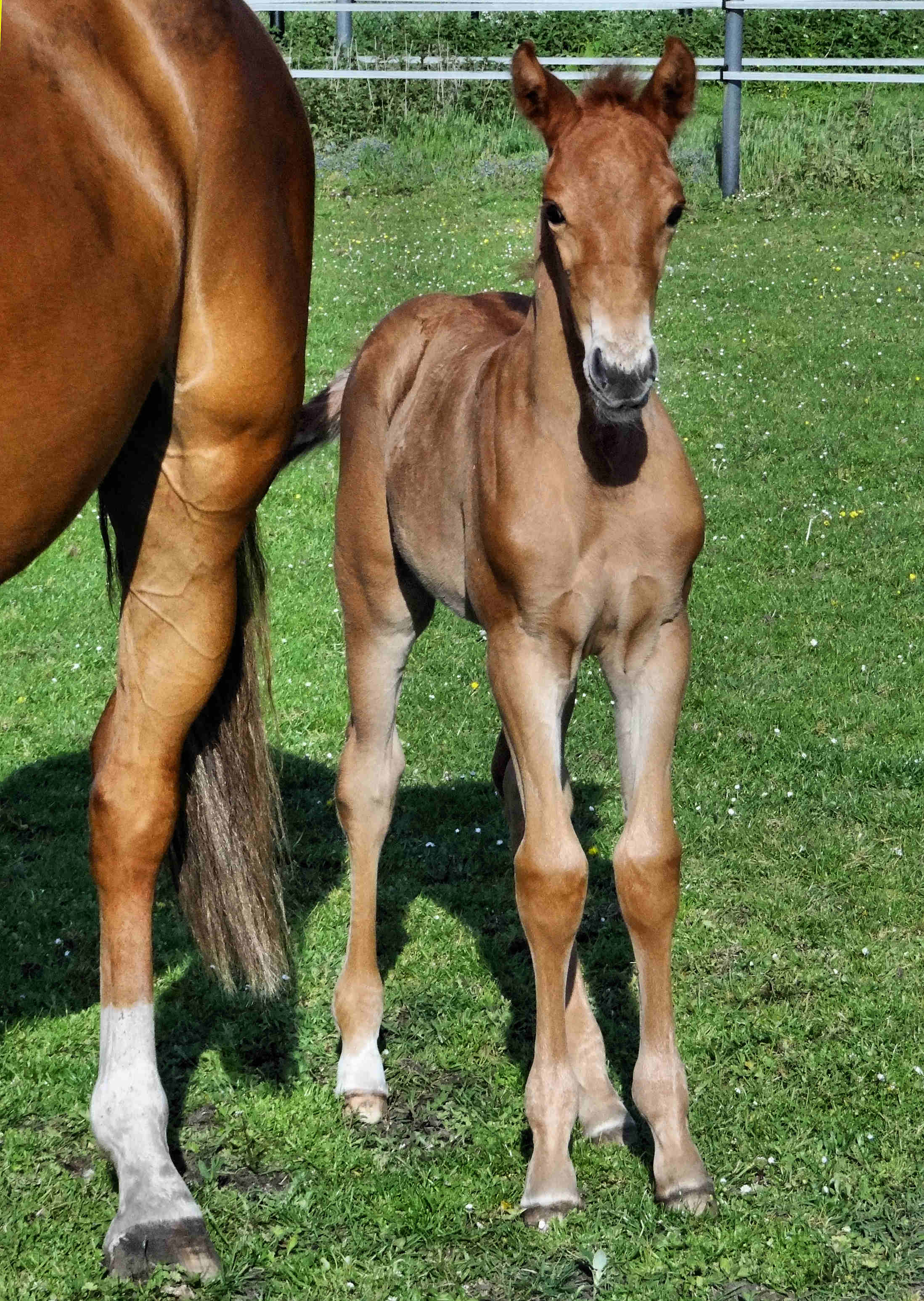 2 weeks old