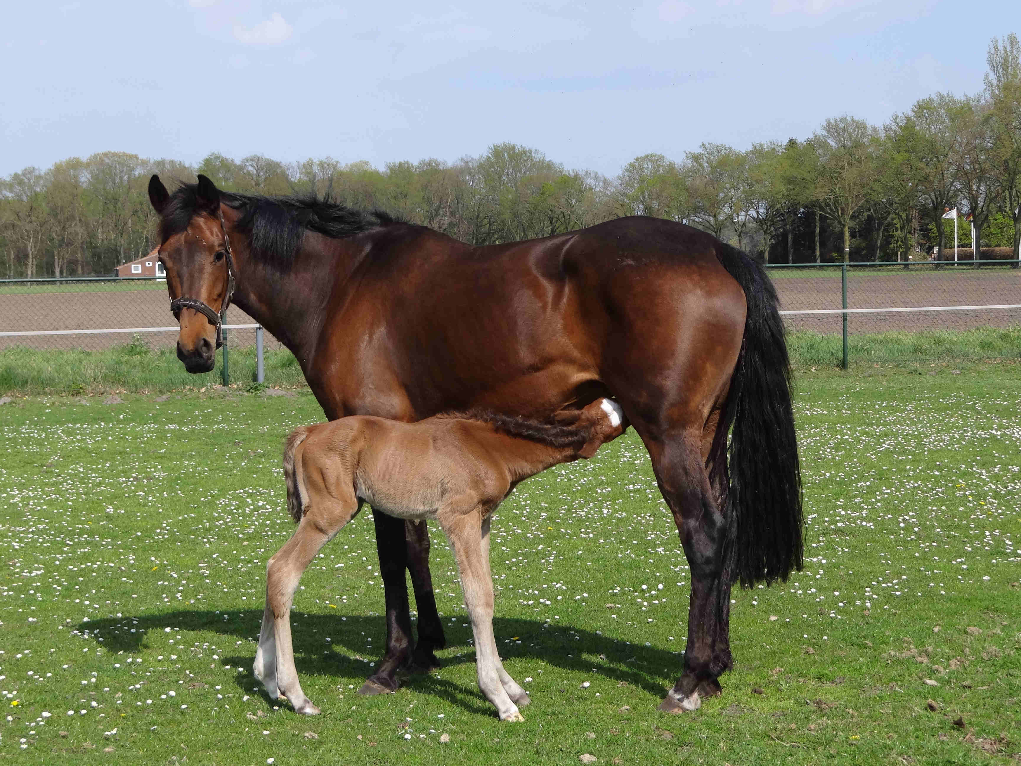 Latoya Dora with her first foal Passion