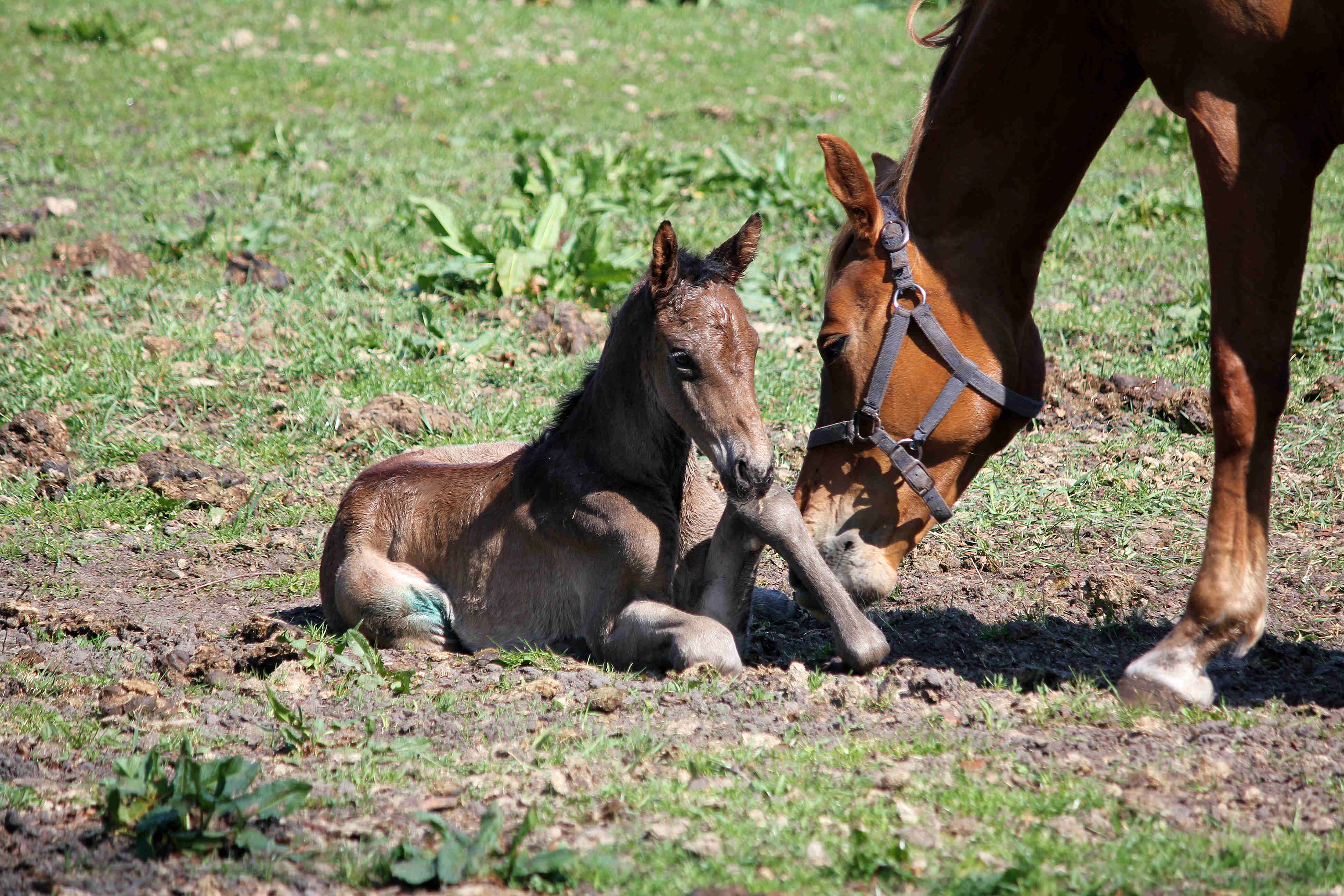 Perla Barina few hours old